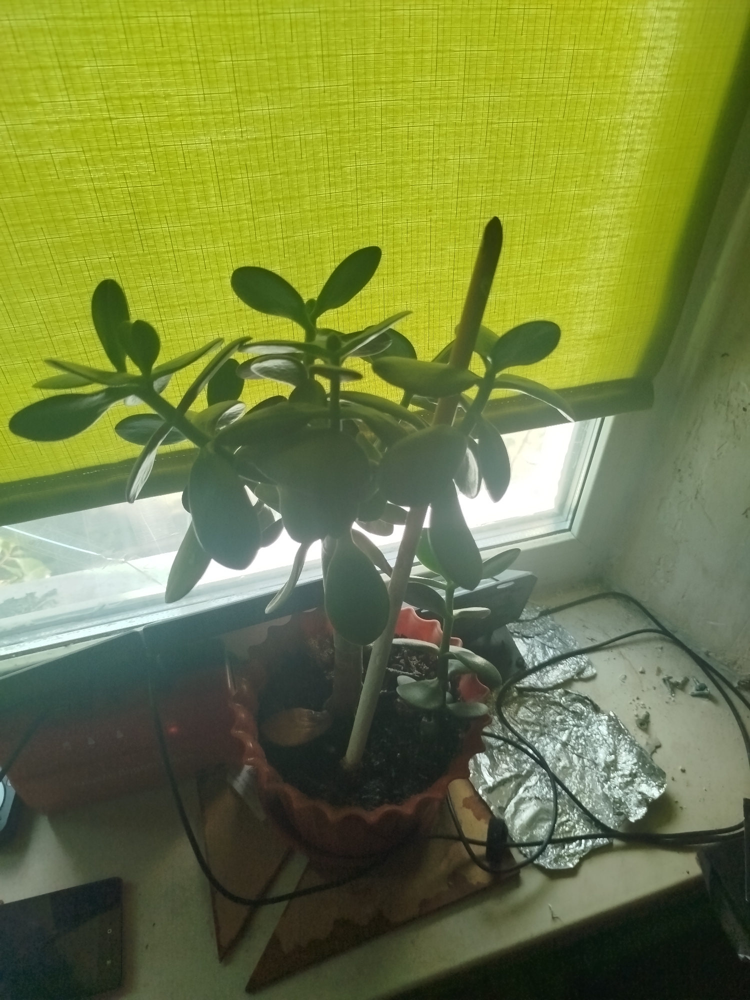 A potted jade plant with thick, oval leaves sits on a windowsill. The plant is in an orange plastic pot filled with dark soil. Behind the plant, a bright yellow translucent blind is drawn over the window, allowing light to filter through. The windowsill is cluttered with various items, including a crumpled piece of aluminum foil, black electrical cords, and what appears to be a smartphone. To the right of the plant, a wall with a textured surface is visible. The lighting suggests it is daytime. The scene is indoors, likely in a residential setting, and could be located in Pavlohrad, Ukraine, based on the prompt's request for a location. There are no people or animals present in the image.