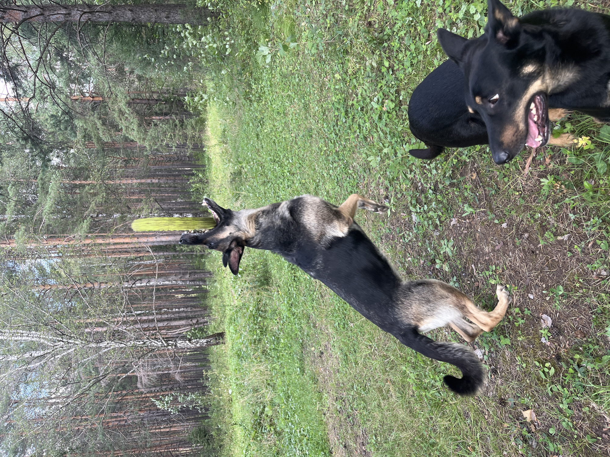 Two dogs are in a grassy forest clearing in Nizhny Tagil, Russia. One dog, a German Shepherd mix, is in mid-air, jumping to catch a green object, likely a toy. Its mouth is open, and its front paws are extended. The other dog, a black mixed-breed, is looking towards the jumping dog with its mouth slightly open. The background consists of tall pine and birch trees.