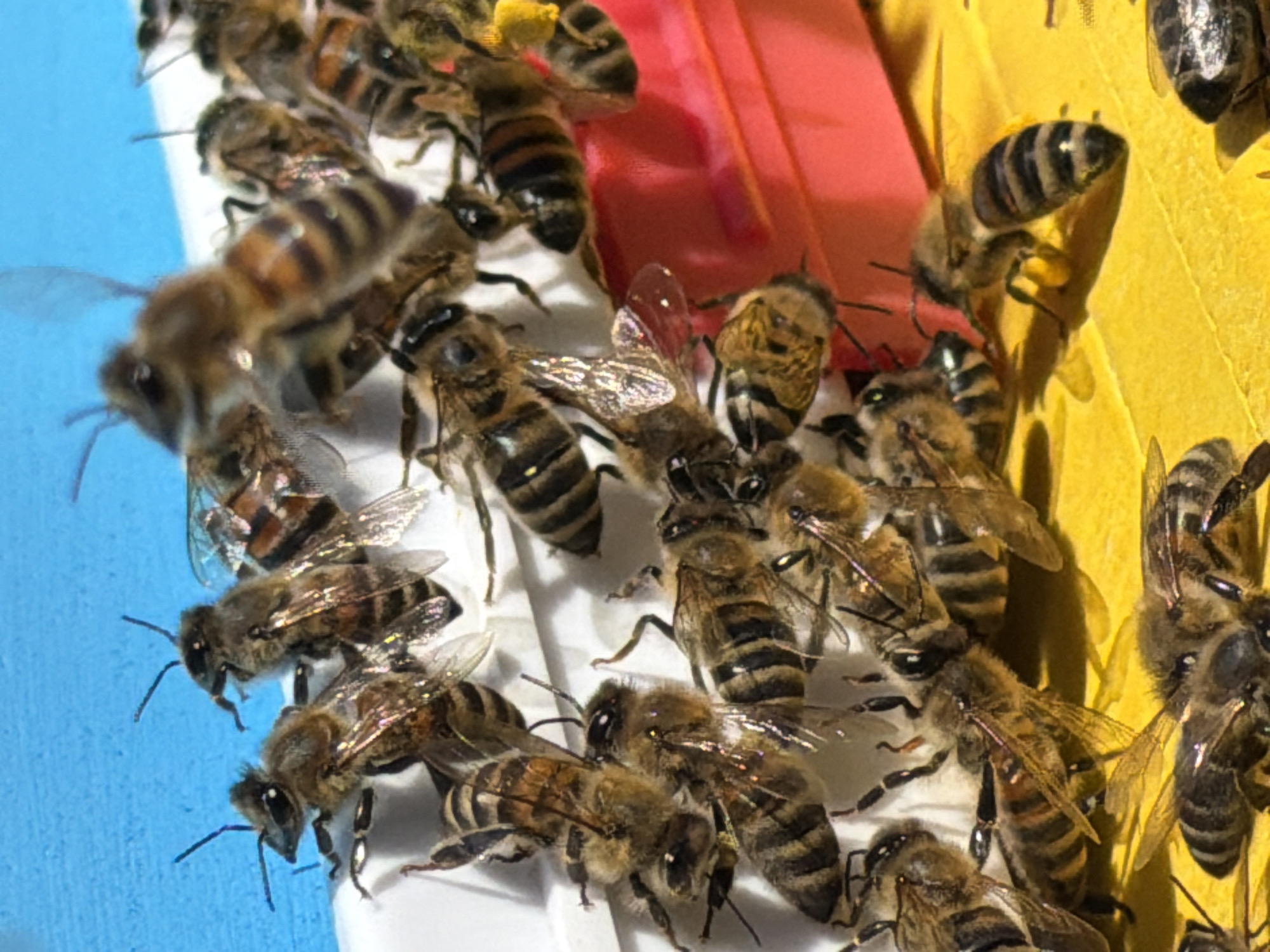 A close-up shows a cluster of honeybees gathered on surfaces painted in various bright colors: blue, white, red, and yellow. The bees vary in appearance, some darker with prominent black stripes, others with lighter brown or golden hues. Many are in close proximity to each other, legs and wings overlapping. Some bees are actively moving, wings slightly raised, while others are stationary. Some yellow pollen can be seen on the hind legs of some bees. The background is out of focus, creating depth of field. There is no visible indication of the city of Ol'khovo, Russia.