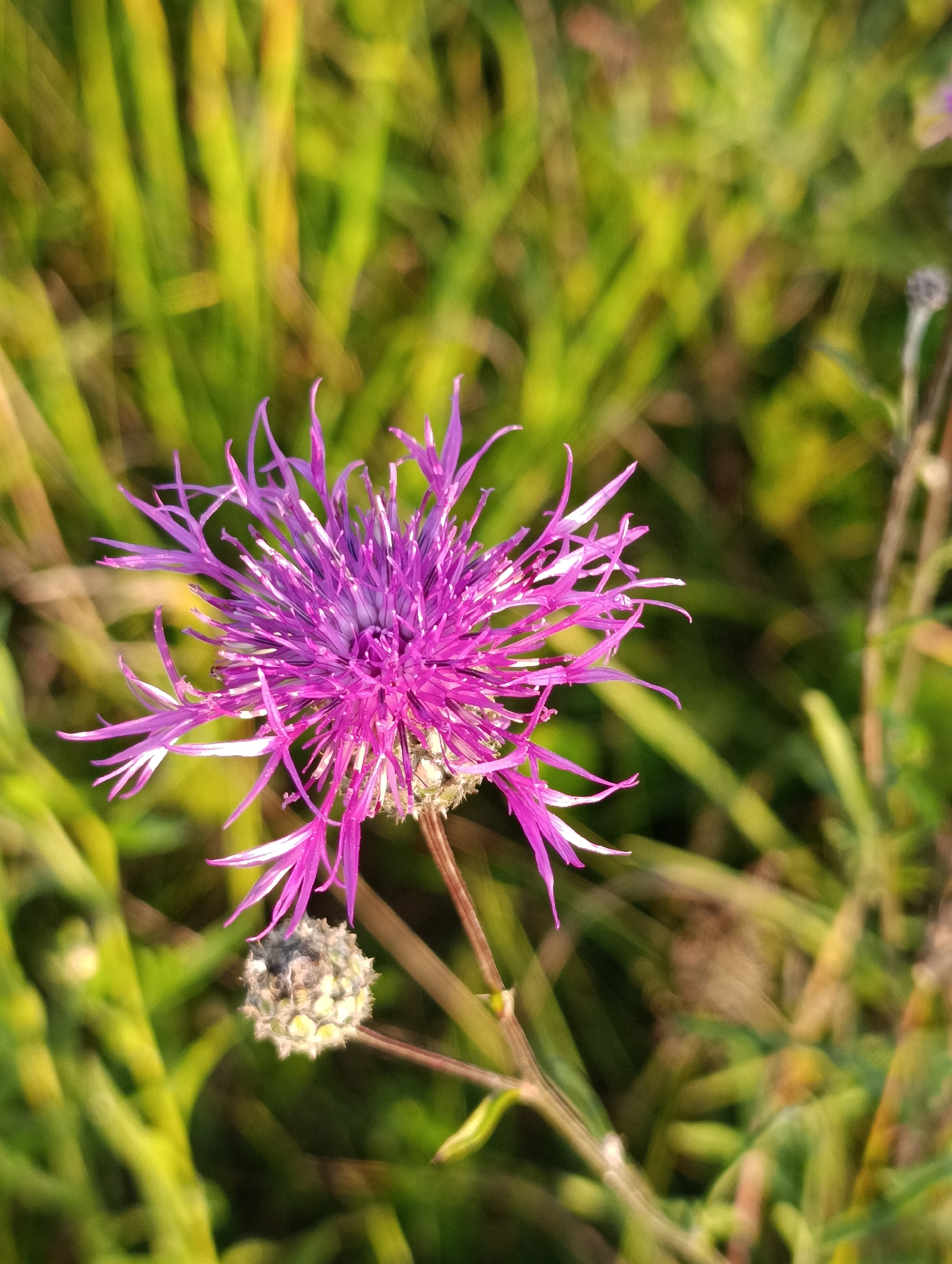 The image is a close-up, vertical, outdoor photograph of a purple thistle flower with spiky petals. The flower is in focus and positioned slightly to the left of the center. Below the main flower, a seed head of the same plant is visible. The background consists of blurred green and yellow blades of grass, suggesting a field or meadow. The lighting indicates it is daytime, likely late afternoon or early morning due to the warm tones. The location is Zipunovo, Russia.
