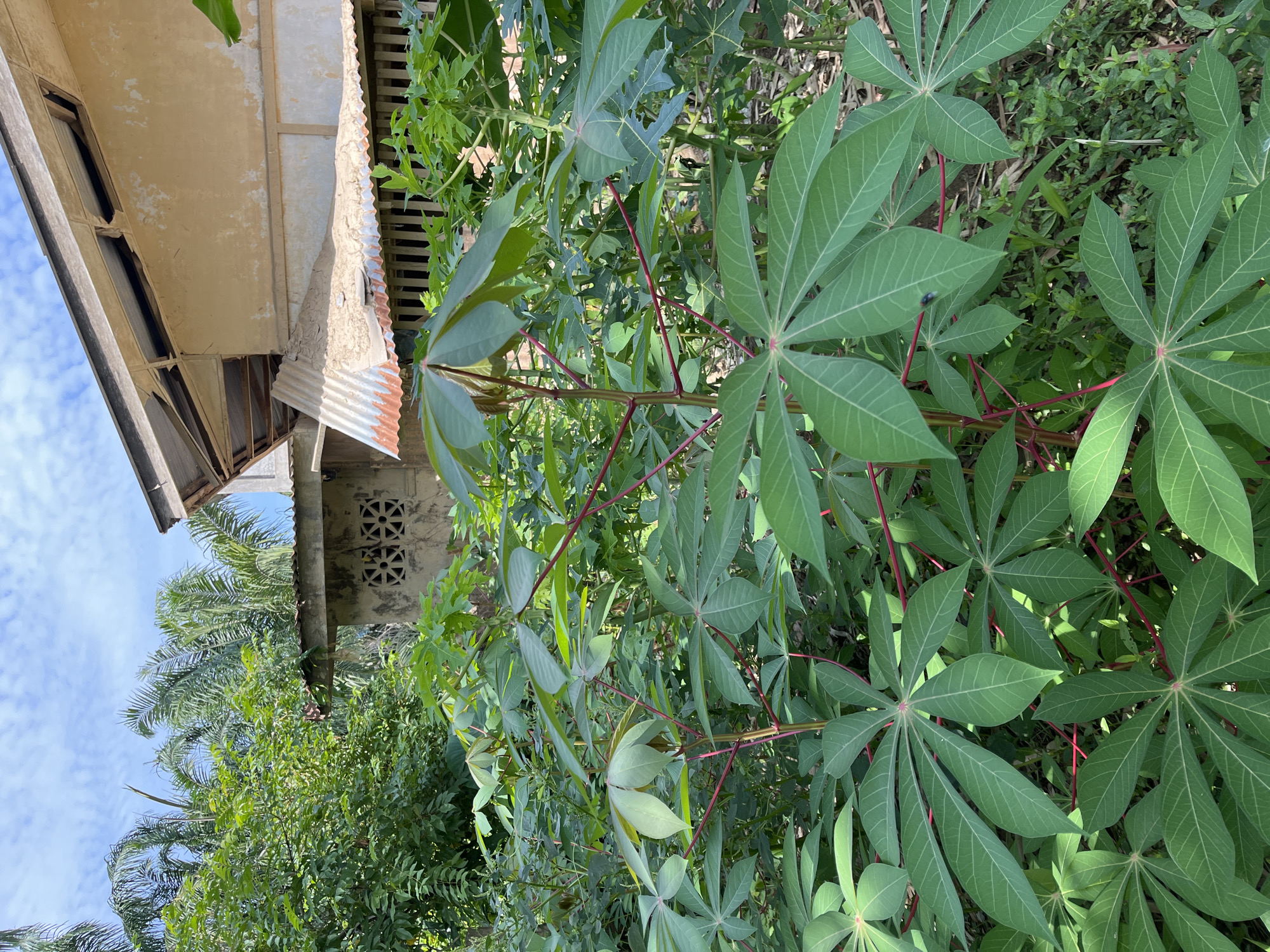 In Kota Kuala Simpang, Indonesia, a cluster of lush, green cassava plants with large, palmate leaves dominates the foreground. The plants, with their reddish-brown stems, are bathed in sunlight, casting shadows on the undergrowth. Behind the cassava, an old, rustic building stands, its beige walls weathered and peeling. Part of the building's corrugated metal roof is visible, appearing aged and slightly rusted. To the left and behind the building, palm trees and other dense green foliage create a tropical backdrop. The sky above is a bright blue, dotted with fluffy white clouds. The scene suggests a rural or semi-rural setting, possibly a backyard or a neglected area adjacent to a dwelling.