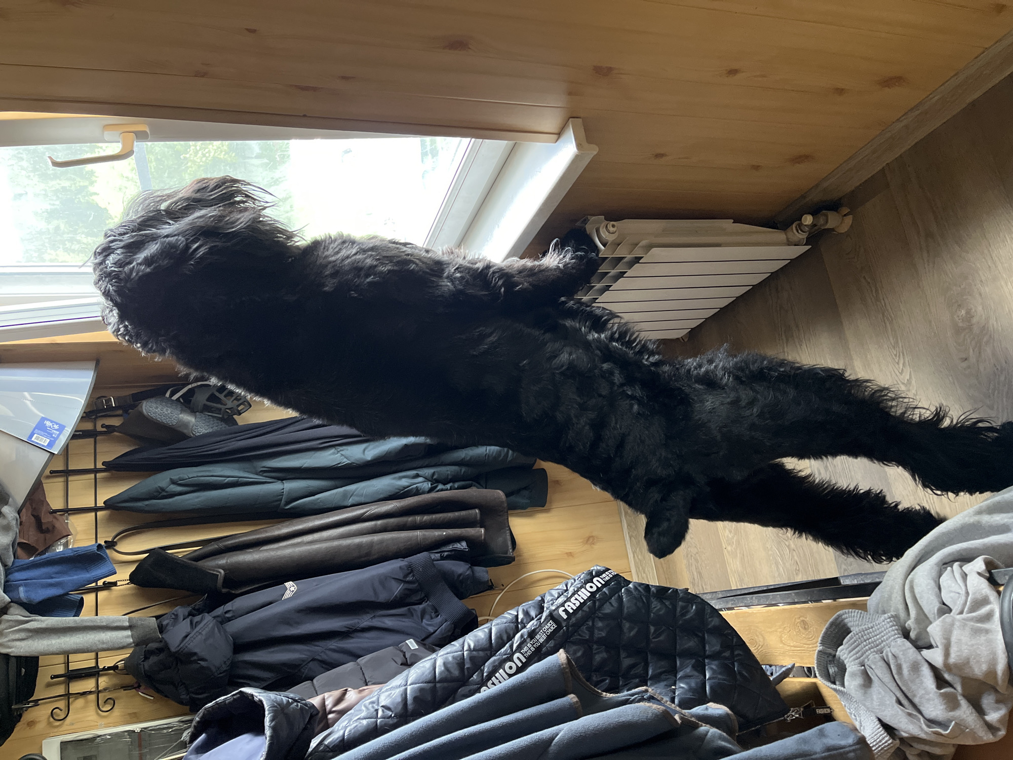 A large, black, shaggy dog is standing on its hind legs, looking out a window. The dog's front paws are resting on the windowsill. The window appears to be in a room with wooden walls. To the left of the dog, there are several coats and jackets hanging on hooks. A white radiator is visible below the windowsill. The floor is made of wood planks. The scene is likely an interior domestic setting, possibly a porch or hallway, in a residential building.