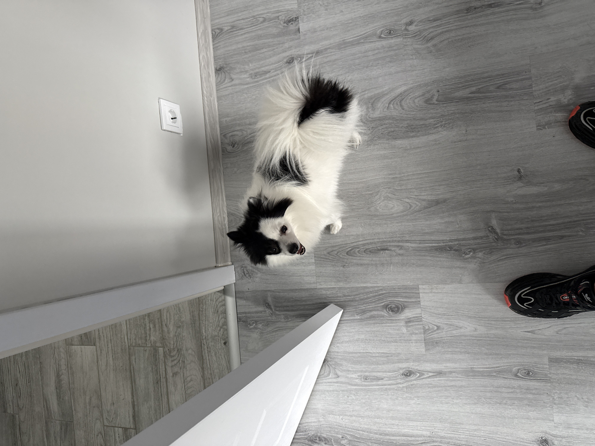 The image, taken from an overhead perspective in Stara Zagora, Bulgaria, depicts an indoor scene with a small dog as the central focus. The main subject is a fluffy black and white dog, likely a Papillon or similar breed, positioned on a light grey, wood-look laminate floor. The dog is looking upwards directly at the camera with its mouth slightly open, suggesting curiosity, happiness, or anticipation.
The setting includes a plain light grey wall on the left side of the frame, which features a white electrical outlet. The floor covers most of the visible area, exhibiting a consistent grey wood grain pattern. In the lower foreground, a sharp white, angular object, possibly a furniture leg or part of a staircase, extends diagonally into the shot. On the far right, a person's foot, wearing a black sneaker with subtle red details, is partially visible on the laminate floor. Partial text "ORI TR" is discernible on the side of the shoe. The room appears brightly lit, indicating a daytime setting.