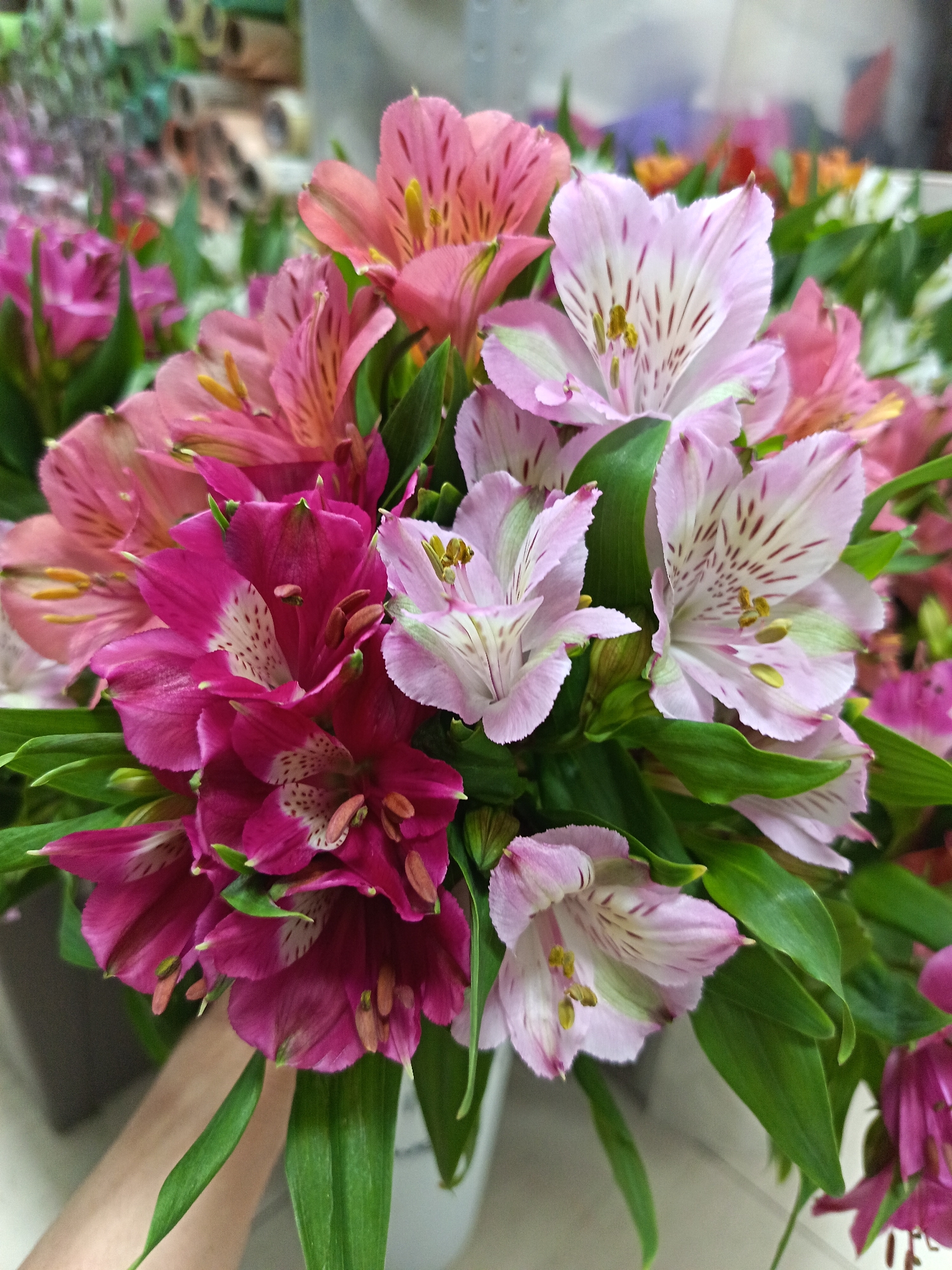 A vibrant bouquet of alstroemeria flowers dominates the scene. The flowers display a range of colors, including deep magenta, light pink, and coral shades. Each flower is adorned with delicate patterns of spots and stripes. The flowers are interspersed with green leaves, adding a lush texture to the arrangement. In the background, there are blurry shapes suggesting a flower shop setting, with rolls of wrapping paper and other floral arrangements partially visible. The composition indicates that the image was likely taken indoors, possibly in a shop selling flowers. The location, Nizhnevartovsk, Russia, is irrelevant to the primary descriptive elements of the image. There are no people visible, but a hand is touching the bouquet.