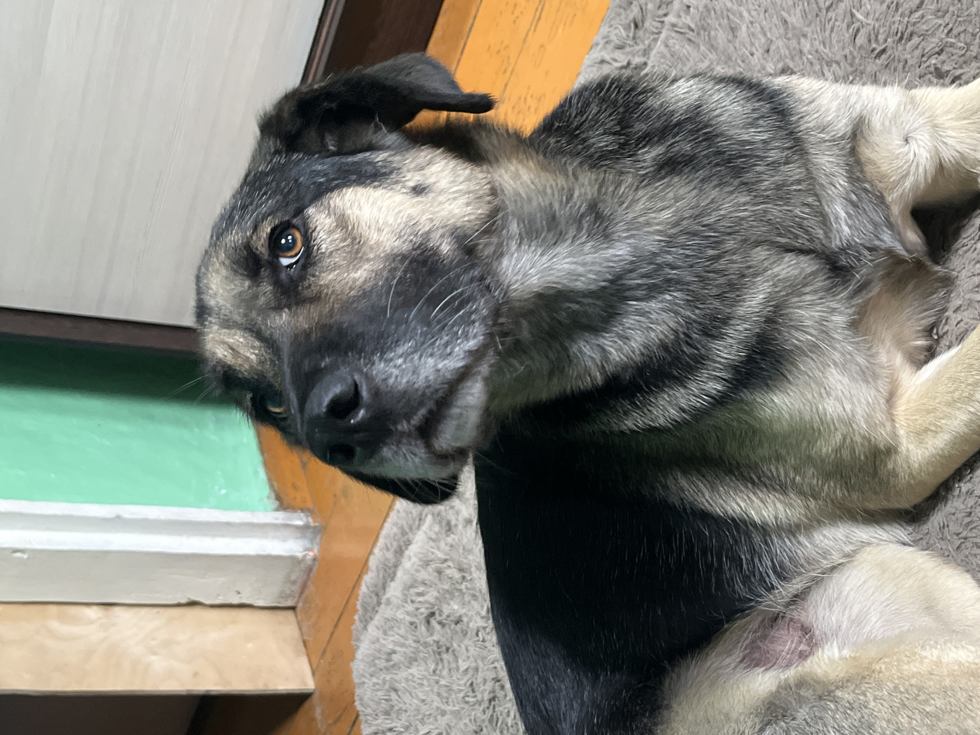 A medium shot, taken in portrait orientation and rotated 90 degrees counterclockwise, shows a dog lying on a fluffy gray blanket. The dog is looking at the camera with a slightly tilted head. The dog's fur is a mix of black, gray, and tan. Its eyes are a warm brown, and its nose is black. The background shows a wooden floor and a green wall. The scene appears to be indoors, with natural light coming from an unseen source. The dog's expression is curious and relaxed, suggesting it is comfortable in its surroundings. There are no people visible in the image. The time of day and weather conditions are not discernible. The location context of Nizhny Tagil, Russia, is provided but not visually evident within the image itself. The focus is entirely on the dog and its immediate environment.