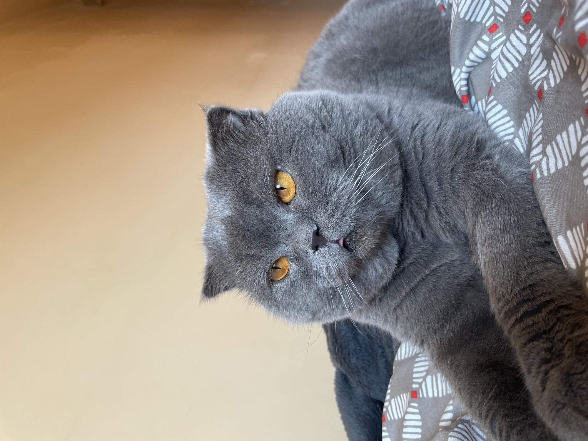 A Scottish Fold cat with gray fur and bright orange eyes is lying on a bed with a patterned blanket. The cat is facing to the left with its head turned towards the viewer. Its ears are folded down, and its mouth is slightly open, revealing a pink tongue. The background is a plain, light-colored wall. The lighting appears to be natural, coming from the right side of the image. The scene is indoors, likely in a residential setting, but no specific city or location can be determined from the image.