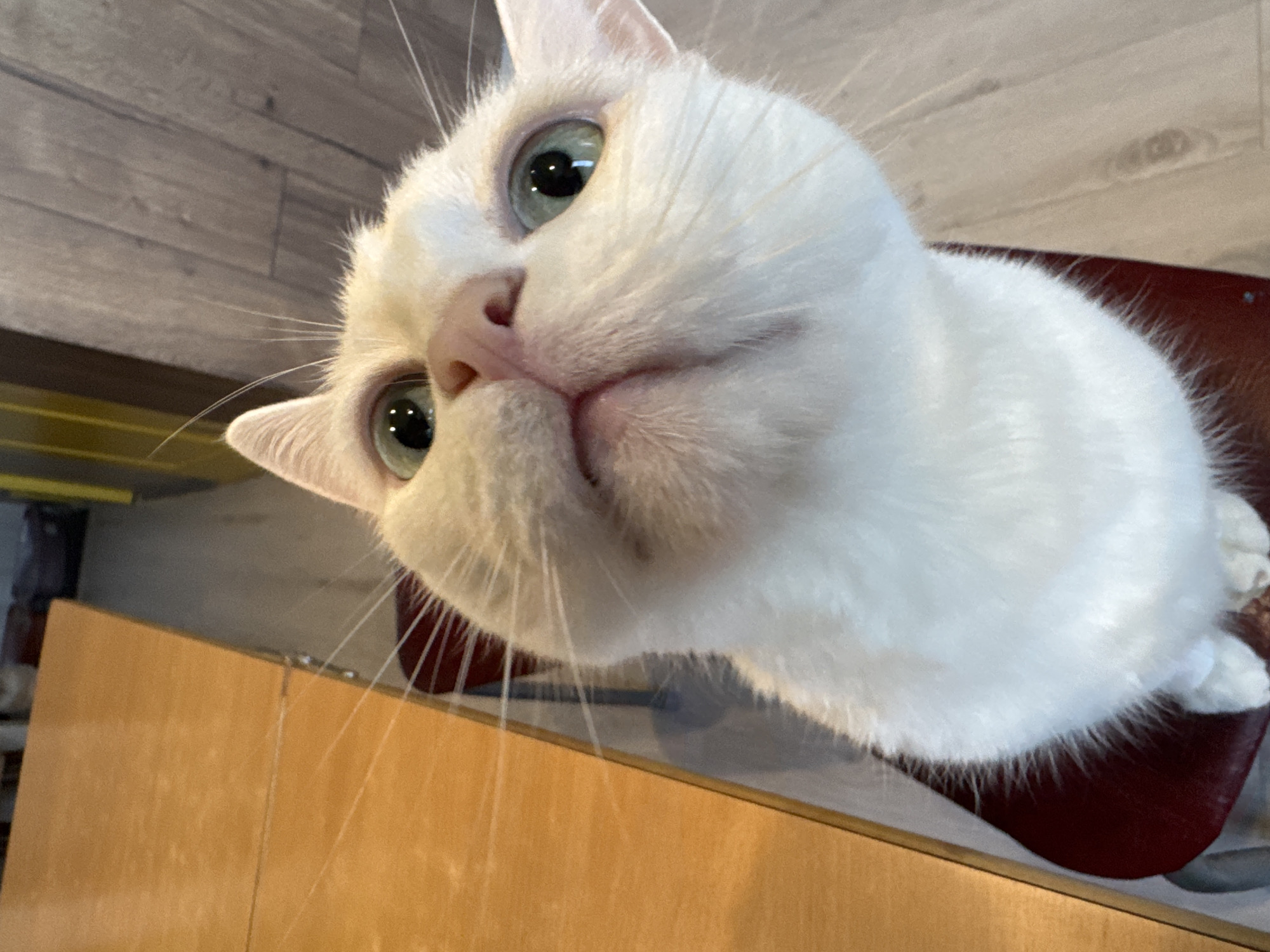 A white cat with green eyes is looking up at the camera. The cat is sitting on a dark red surface, possibly a chair. To the left of the cat is a wooden table with a light brown surface. The background consists of wooden floorboards and a wall with vertical yellow and brown stripes. The image appears to be taken from a low angle, looking up at the cat. There is no indication of the cat's specific location in Konakovo, Russia.