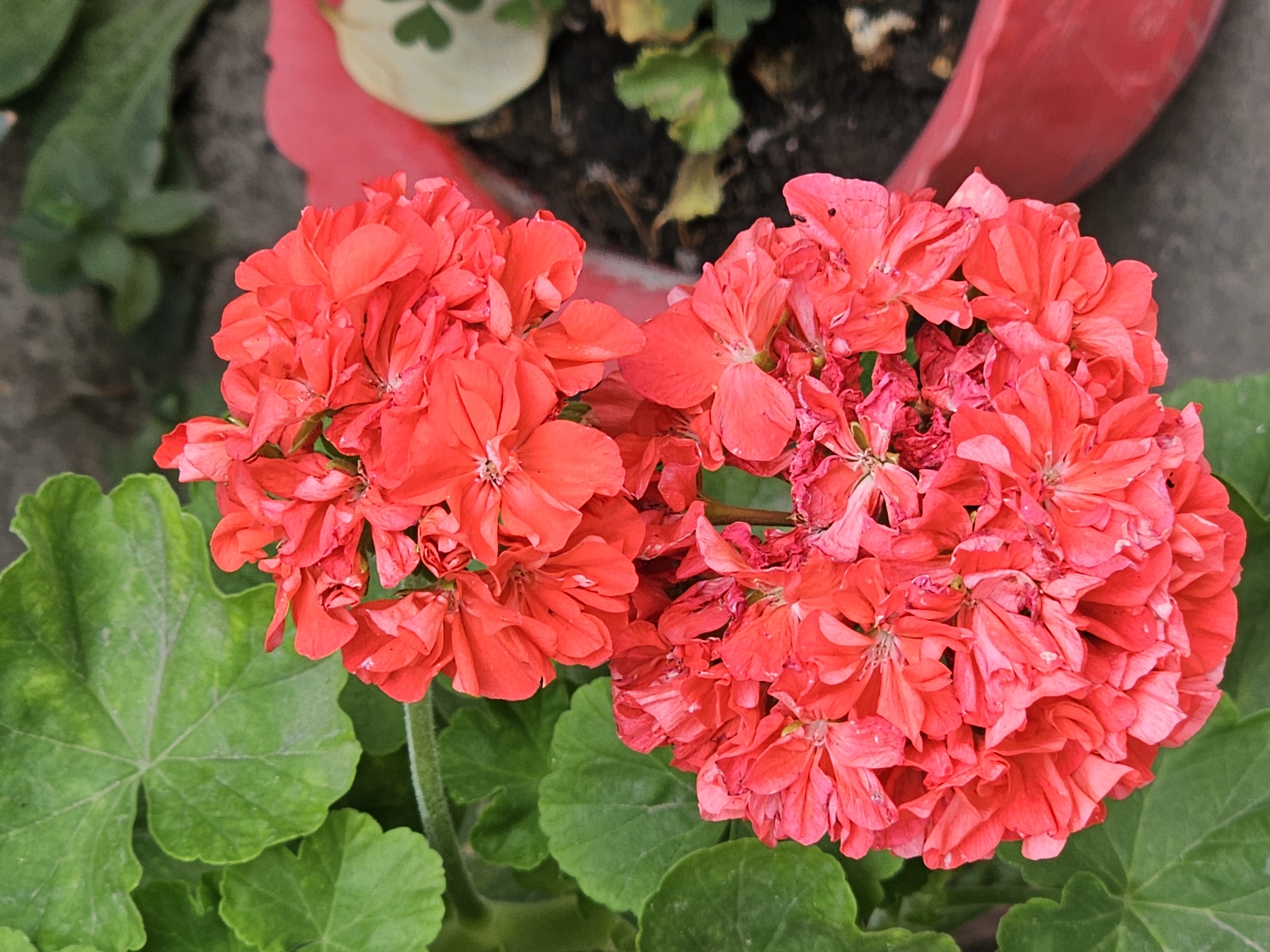 This is a close-up, vertical, medium shot of two clusters of bright red geranium flowers, seen from a slightly elevated angle. The flowers are full and have multiple petals, with some appearing slightly wilted. They are surrounded by vibrant green geranium leaves, which have a distinct lobed shape. In the background, a red pot is visible, containing dark soil and some out-of-focus green foliage. A light-colored object with a clover-like pattern is also partially visible within the pot. The overall scene suggests an outdoor garden setting. There are no people or animals present in the image. The specific location in Özgön, Kyrgyzstan is not discernible from the visual information provided.