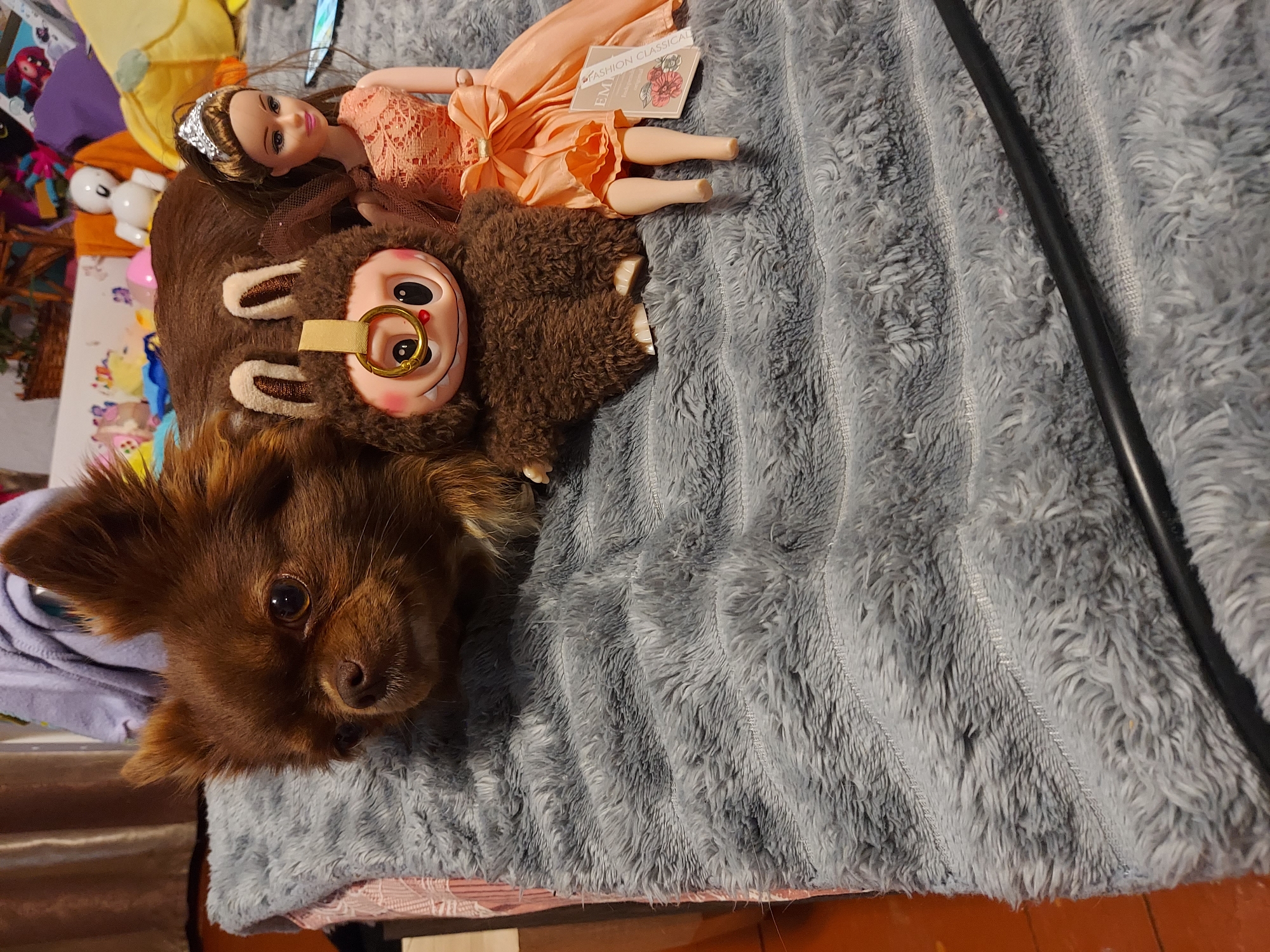 The scene depicts an indoor environment in the city of Unknown, Unknown, where three primary subjects are arranged on a textured grey blanket. On the left, a long-haired, reddish-brown canine, consistent with a Chihuahua breed, lies with its head slightly raised, looking towards the left. Its fur is predominantly dark brown. In the center, a brown, shaggy-furred plush toy is present, designed with large white eyes, black pupils, a wide pink smile, and small ears lined with lighter brown fabric. A gold-colored ring is attached to a tan strap positioned on the toy's forehead. To the right, a female doll, possessing brown hair and wearing a silver-colored tiara, is seated. The doll is dressed in a peach-colored, sleeveless lace top and a matching full skirt secured by a large bow at the waist. A white tag, partially visible and attached to the doll's skirt, displays the text "EM FASHION CLASSICAL" alongside a floral illustration. The subjects are positioned on a grey blanket characterized by a fluffy texture and prominent diagonal, wavy ridges. A thin black cable traverses the lower right portion of the frame. The background is out of focus but reveals various indistinct objects and textiles, including a white humanoid figurine and a yellow object, suggesting a domestic setting.