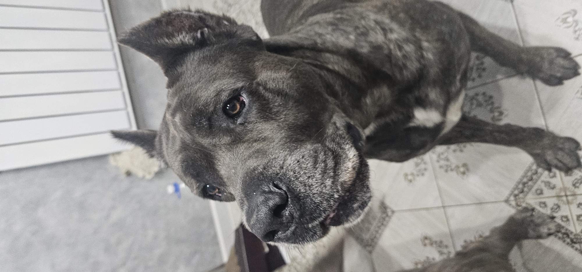 A brindle-colored dog with cropped ears and dark brown eyes is the central subject of this close-up photograph. The dog's head is turned to the left, and its nose is prominent in the foreground. The background consists of a tiled floor with a decorative pattern and a wall with vertical white elements. The lighting appears to be artificial, casting soft shadows. The image is cropped tightly on the dog, obscuring most of its body and any potential surroundings that might indicate its exact location within the city of Алмалыбақ, Kazakhstan.