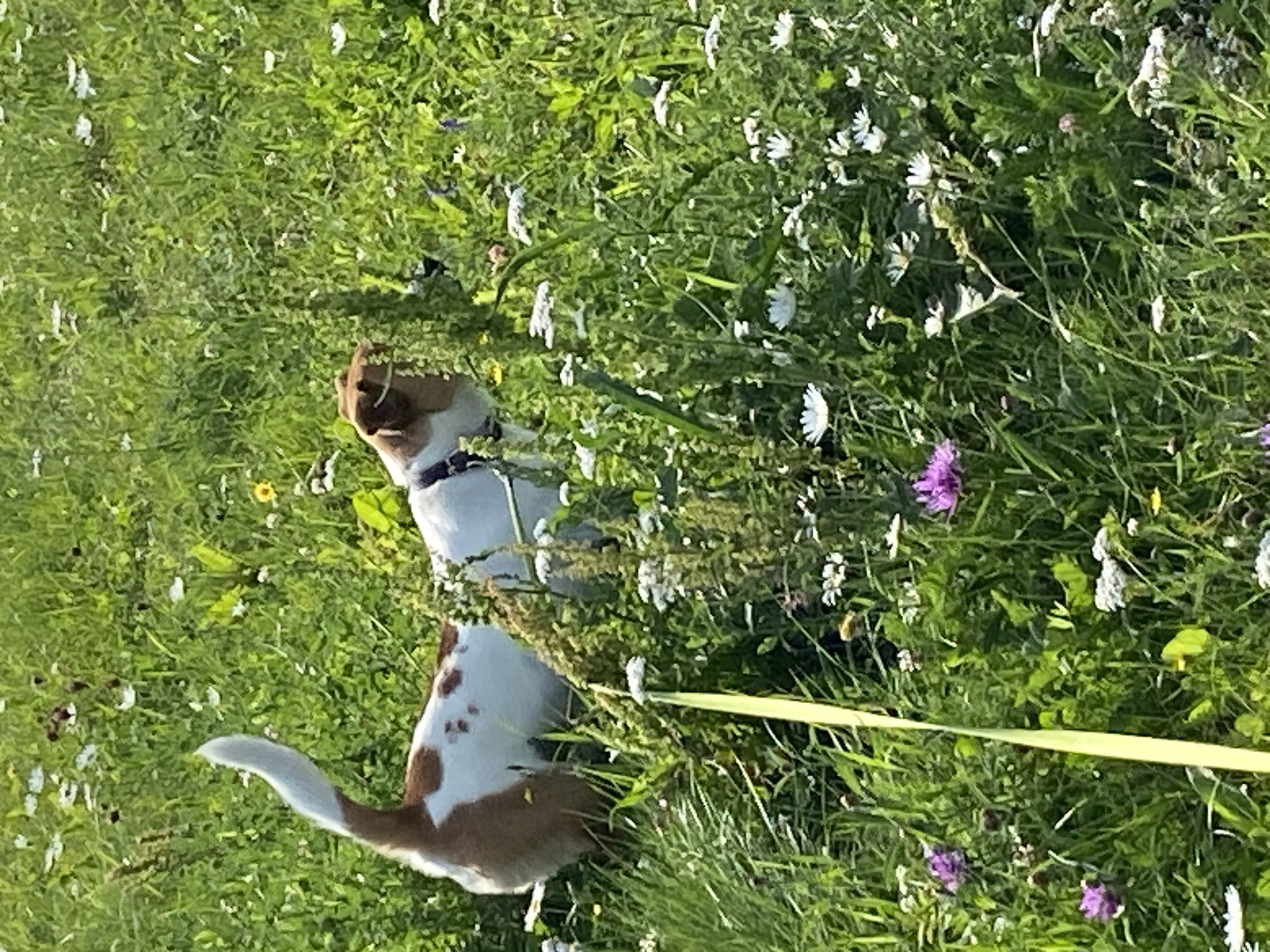 A medium shot captures a Jack Russell Terrier with brown and white markings standing in a field of green grass and wildflowers under a bright sky. The dog is facing to the right, with its tail curved upwards. The field is dotted with various small white and yellow flowers, as well as some purple wildflowers. A thin, bright yellow ribbon or leash is visible extending diagonally from the lower left corner of the frame upwards. The background is filled with more green grass and flowers, suggesting an outdoor, natural setting. The image does not contain any elements that allow for the identification of a specific location in Saint Petersburg, Russia.