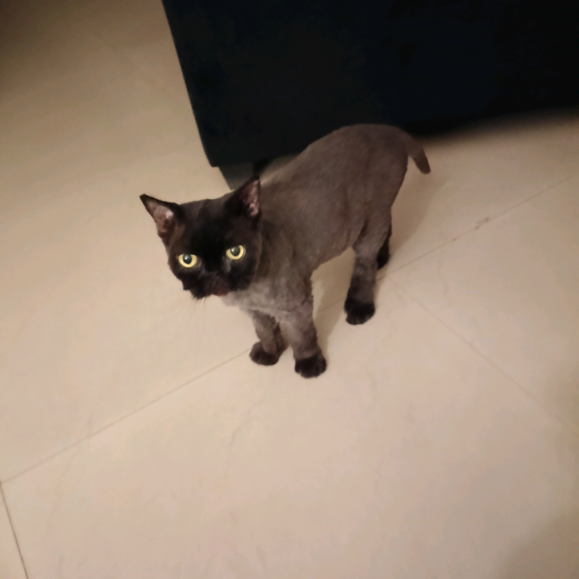 A dark-faced cat with bright yellow eyes stands on a tiled floor. The cat's fur is short, revealing a greyish undercoat on its body and legs, while its face and paws are black. It is looking directly at the camera with a slightly tilted head. Behind the cat, a dark, soft surface, possibly upholstery from a piece of furniture, is visible. The floor tiles are a light, neutral color and appear to be laid in a grid pattern. The scene is indoors, with artificial lighting. There are no people or other animals visible in the frame. The specific location within Bengaluru, India cannot be determined from the visual information provided.