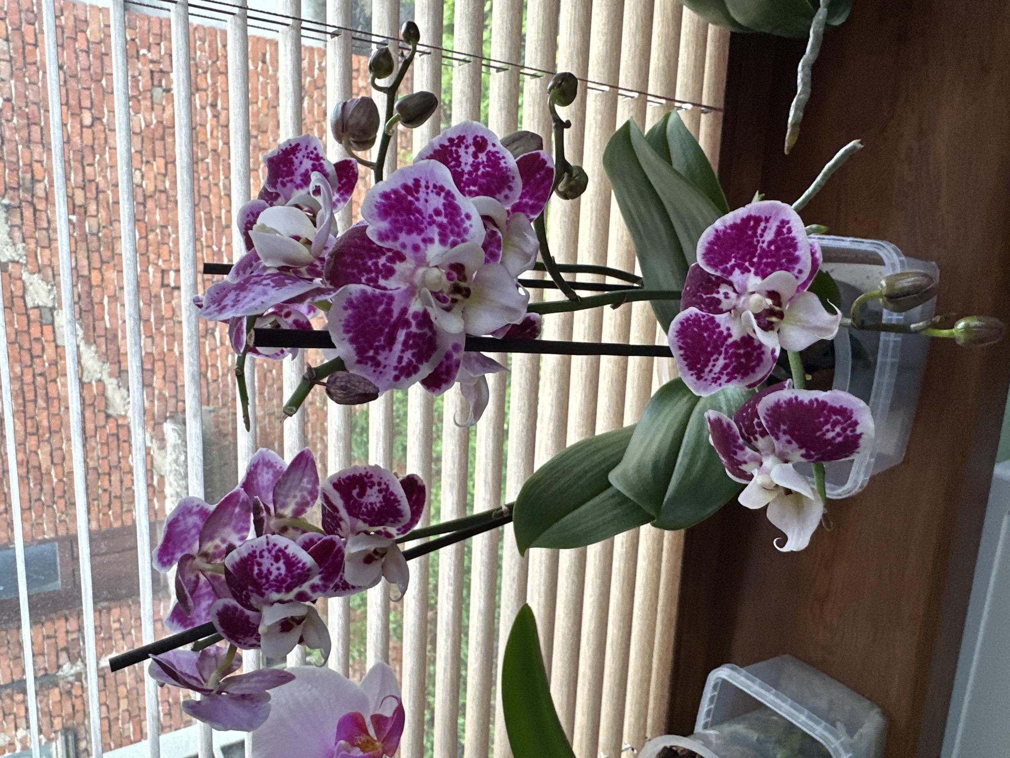 The image depicts an indoor scene with a close-up of blooming orchids. The orchids are predominantly white with purple spots. They are growing in pots and appear to be positioned near a window. The background visible through the window includes a brick building and vertical blinds. The setting appears to be a domestic environment. There is no information available in the image or provided to suggest the location is Montana, Bulgaria.