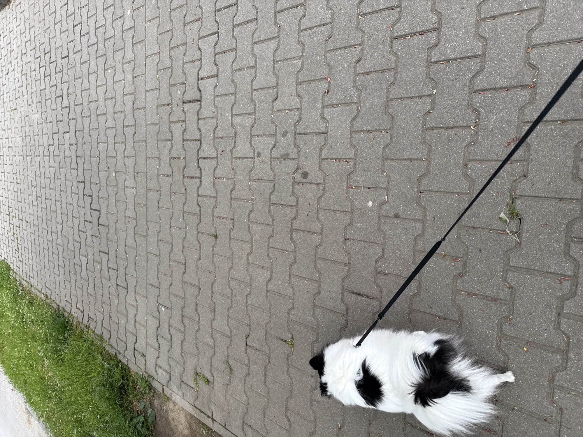A black and white dog lies on a gray-brick paved surface, likely a sidewalk, attached to a black leash. The leash extends off-frame to the right. The bricks are arranged in a repeating pattern. Green grass is visible at the bottom left edge of the frame. The location is likely in Stara Zagora, Bulgaria, although there is no visible evidence to confirm this.