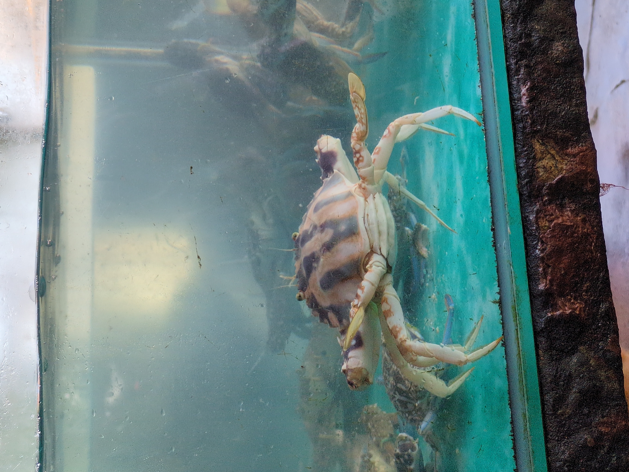 A close-up, eye-level shot captures a large, striped crab in the foreground, positioned in the center of a glass aquarium. The crab is light-colored with prominent dark brown stripes across its carapace and legs. It stands on its legs, with its claws slightly raised. Behind the main crab, other crabs are visible, some appearing partially submerged or blurred in the background, suggesting they are also in the aquarium. The water in the tank is a murky blue-green, with visible droplets and condensation on the glass. The bottom of the aquarium appears to be a vibrant turquoise. The foreground shows the edge of the aquarium, with a dark, textured rim and a hint of what might be a countertop or display surface below. The lighting is diffused, creating a slightly hazy atmosphere within the tank. This scene is consistent with a seafood market or restaurant display tank, commonly found in cities like Huế, Vietnam, where fresh seafood is a significant part of the local cuisine and market culture.