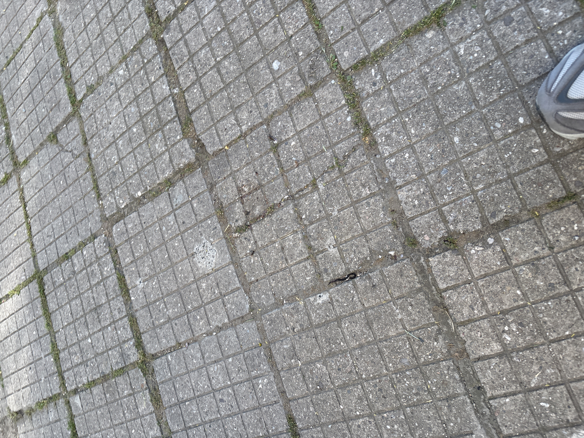 The image shows a close-up, overhead view of a paved surface, likely a sidewalk or path. The ground is composed of square concrete tiles, arranged in a grid pattern. Some of the grout lines between the tiles are filled with sparse green grass or weeds, suggesting an outdoor environment. The concrete itself appears weathered and slightly worn, with some small pebbles and debris visible within its texture.
In the upper right corner of the frame, a portion of a shoe is visible. It is a grey athletic shoe with white accents, suggesting that someone is walking or standing on this surface. The angle of the shoe implies movement.
The lighting suggests it is daytime, with shadows casting from the raised edges of the tiles, though no specific time of day can be determined. The weather appears dry, as there are no visible puddles or wet patches. The location cues, such as the type of paving and the presence of weeds, are consistent with an urban or suburban outdoor setting, and the prompt specifies Plovdiv, Bulgaria.
No text is visible in the image. The overall impression is a mundane, everyday scene of a paved outdoor area, with the subtle detail of a shoe indicating human presence and potential activity.