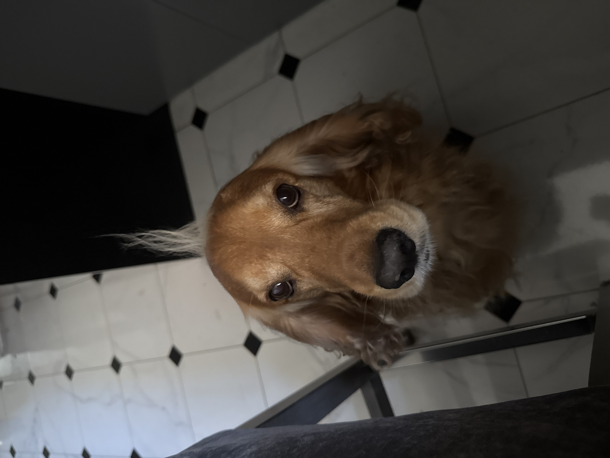An eye-level medium shot shows a golden retriever looking up at the camera, positioned on a checkered floor. The dog has its fur styled into a mohawk, with the hair on top of its head standing straight up. Its ears are long and floppy, and its eyes are brown and looking directly at the viewer. The floor is tiled with alternating white and black squares. To the left of the dog, a dark gray object, possibly furniture, is partially visible. The background is dark and out of focus. The lighting is dim, with the dog's face illuminated by a light source from above.