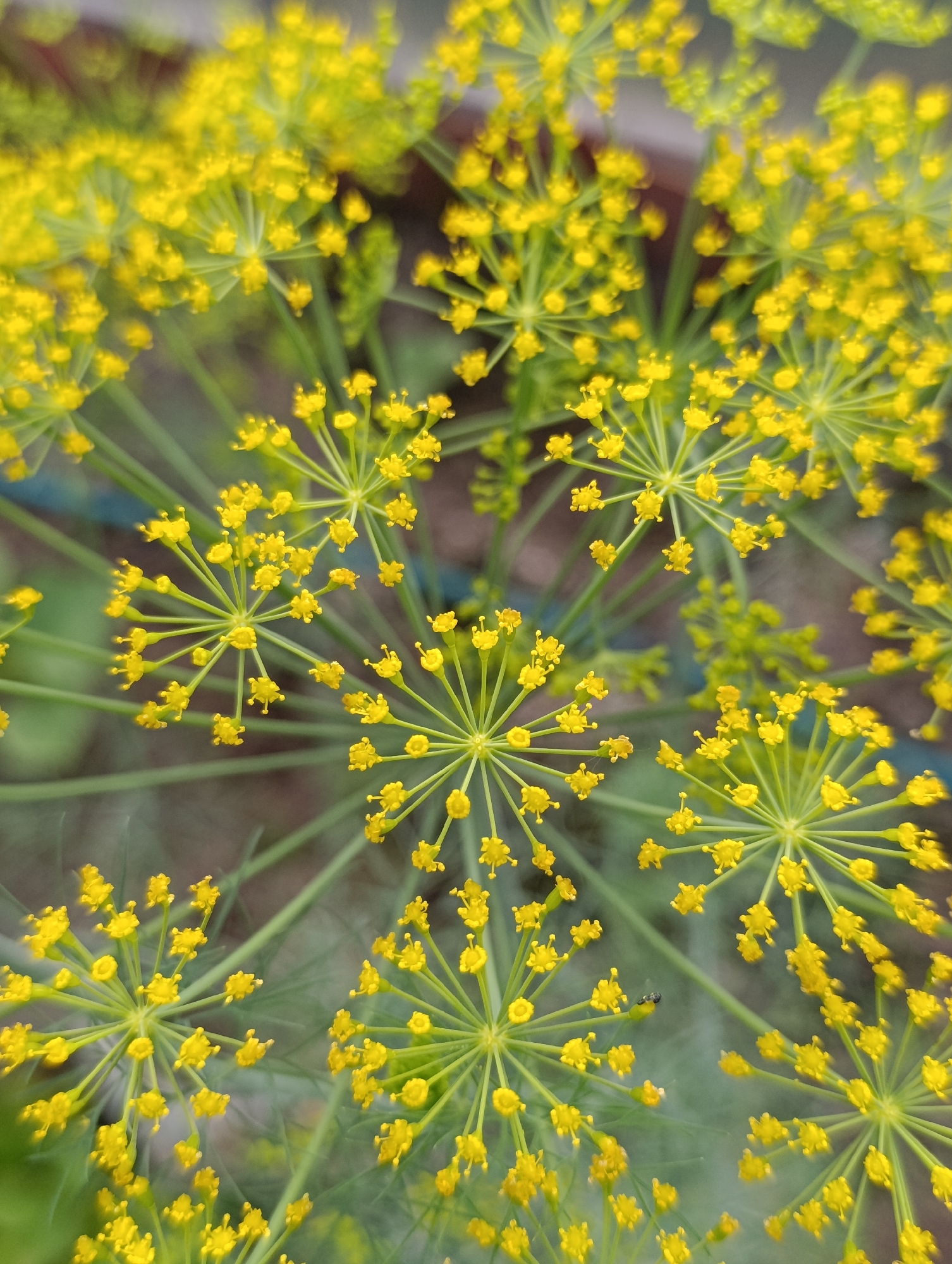 The image displays a close-up view of dill flowers in bloom. The flowers are small and yellow, arranged in umbrella-shaped clusters, a characteristic of the Apiaceae family. The stems are thin and green, supporting the delicate florets. The background is softly blurred, suggesting an outdoor setting, possibly a garden. There are no people or animals visible in the frame, nor any identifiable structures or landmarks that would indicate a specific location within Октябрьский Снт, Russia. The focus is entirely on the botanical details of the dill plant.