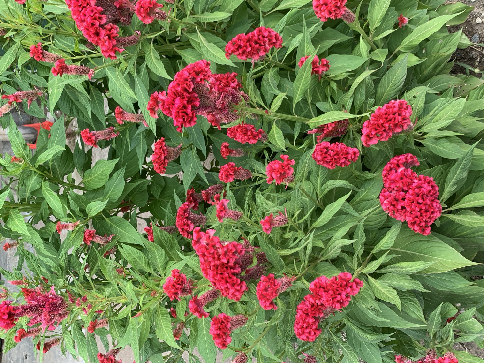 The image shows a close-up view of a dense patch of celosia flowers with vibrant red and magenta blooms. The flowers are characterized by their unique, feathery or crested shapes, with many individual florets clustered together. The foliage is a lush green, with large, oval-shaped leaves that are slightly textured. The flowers are in various stages of bloom, with some appearing fully open and others still developing. The background is slightly blurred, but suggests an outdoor setting, possibly a garden or park, with hints of what might be a brick wall on the left side. There are no people or animals visible in the image. The lighting appears to be natural daylight, creating subtle shadows and highlighting the rich colors of the flowers. The image does not provide any specific information about the location in Gulun, Indonesia.