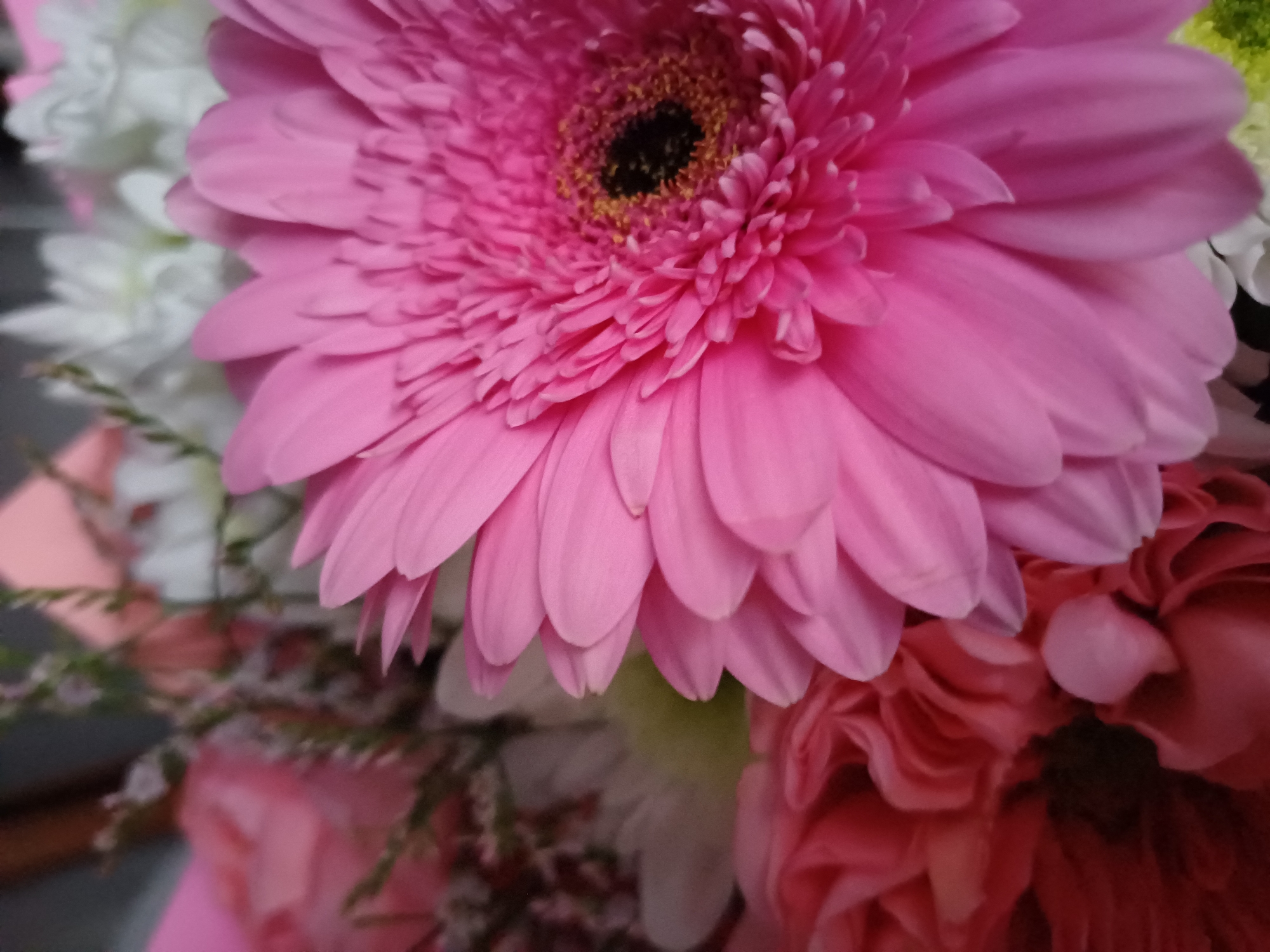 A close-up, shallow depth of field photograph showcases a bouquet of flowers. The primary focus is on a large, vibrant pink Gerbera daisy that dominates the foreground, its delicate petals unfurling outwards. To the left of the Gerbera, the soft, layered petals of a pink rose are visible, slightly out of focus. In the background, white flowers, possibly chrysanthemums, add texture and contrast, their white petals appearing soft and slightly blurred. Hints of green foliage are interspersed throughout the arrangement. The overall color palette is soft and romantic, featuring shades of pink, white, and touches of green. The lighting appears to be natural, highlighting the soft textures of the petals and creating a gentle glow. The composition is intimate, drawing the viewer's eye to the intricate details of the floral arrangement. There are no people present in the image. The location is identified as Unknown, Unknown.