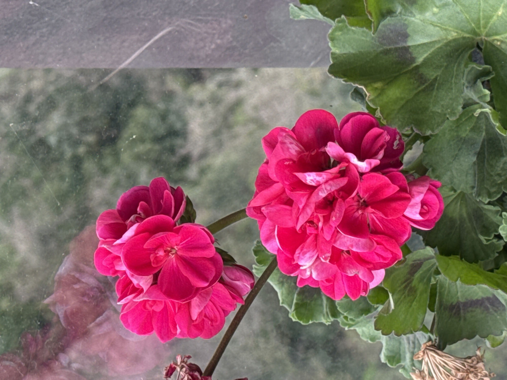 A close-up shot showcases vibrant pink geranium flowers with dark green leaves, possibly indoors near a window. Outside the window, there is a blurry background of green trees, indicating an outdoor setting. The location of Sochi, Russia cannot be conclusively determined from the image.