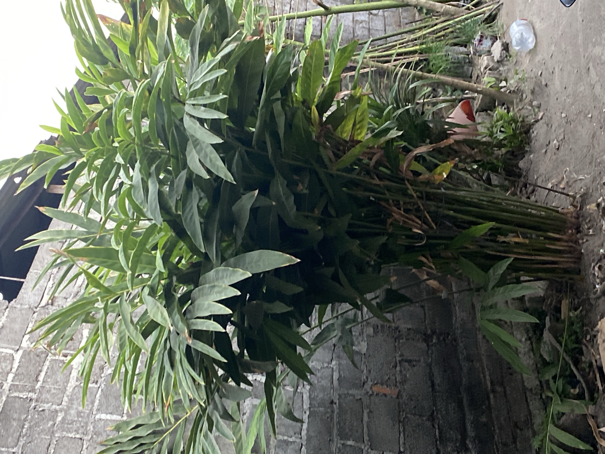 In Jemekan, Indonesia, a large, lush green plant, possibly ginger or cardamom, dominates the foreground. Its tall, reed-like stalks and broad, pointed leaves create a dense canopy. Behind the plant, a rough, grey cinder block wall serves as a backdrop. The ground is a mix of dirt and scattered debris, including rocks and a discarded plastic bottle. To the right of the main plant, a cluster of thin, bamboo-like poles lean against the wall, some covered in vines. The overall impression is one of a semi-cultivated, somewhat untidy outdoor space.