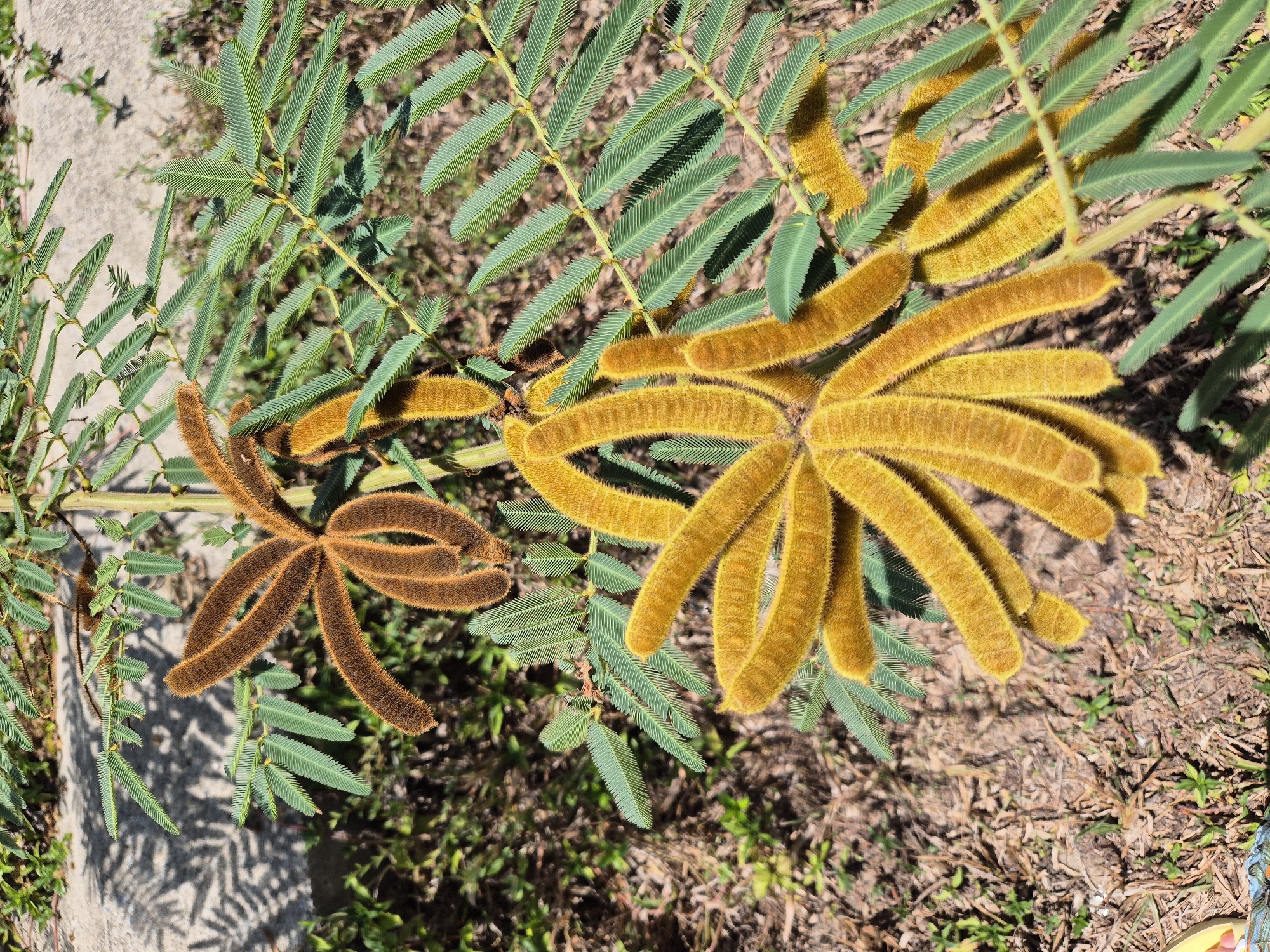 The image shows a close-up of a plant with feathery green leaves and fuzzy, elongated seed pods. There are two prominent clusters of seed pods: one cluster is a rusty brown color and appears star-shaped, with five pods extending outwards. The other cluster, larger and closer to the bottom of the frame, is a bright golden-yellow and is composed of multiple pods radiating from a central point. The plant is growing in an outdoor environment with dry, brown soil and scattered green vegetation visible in the background. A paved surface, possibly a sidewalk or path, is partially visible in the upper left corner, casting a shadow from the plant's leaves onto it. The scene is well-lit by natural sunlight, creating strong contrasts and shadows. There are no people or animals visible in the image. The context of Đà Nẵng, Vietnam is not directly evident from the visual elements of the image itself.
