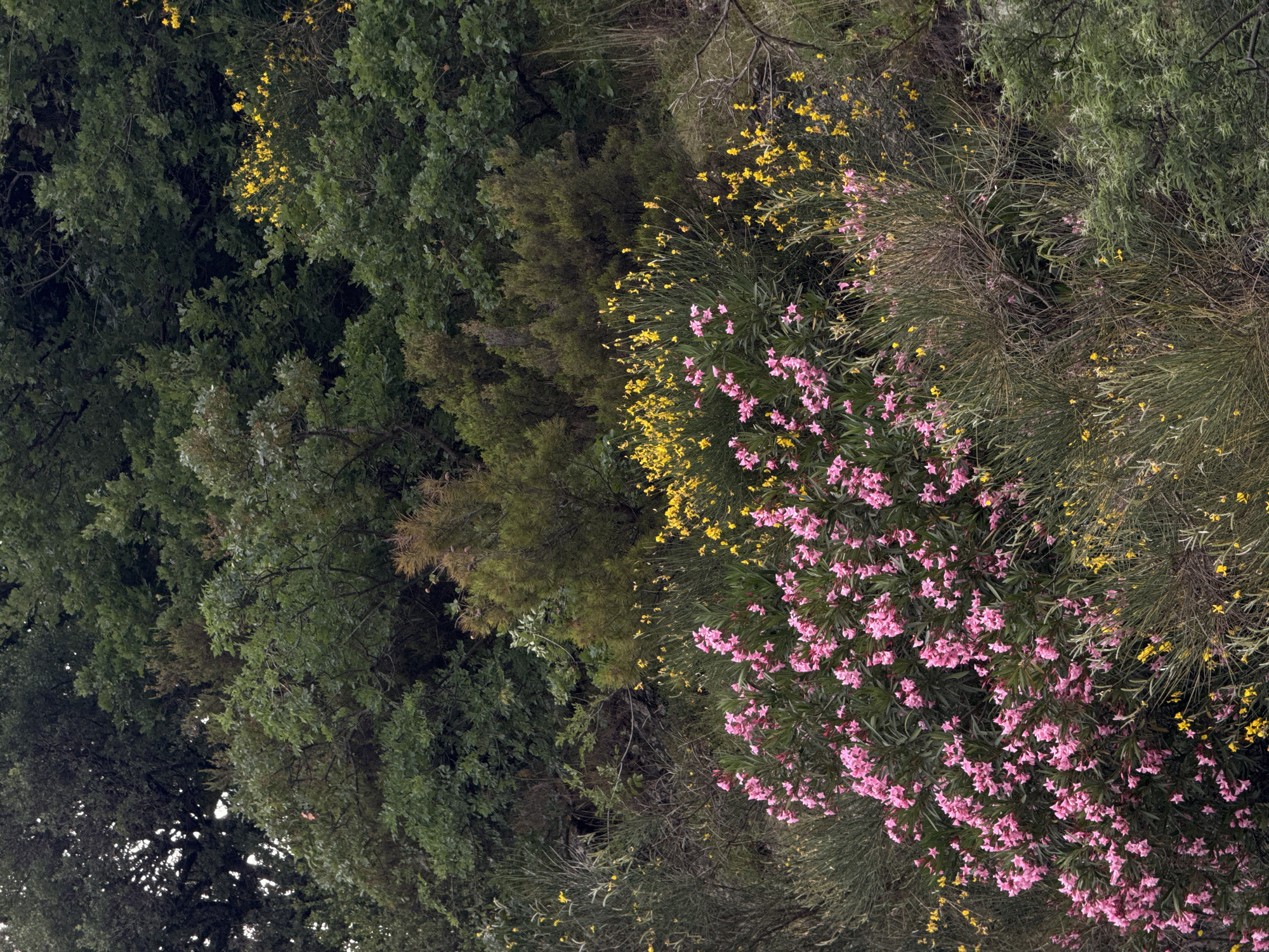 The image shows a dense, green forest scene, likely in Bečići, Montenegro. There are trees with varying shades of green foliage. In the foreground, there is a bush with many pink flowers. There are also yellow flowers mixed within the greenery. The photograph appears to have been taken from ground level, angled upwards towards the trees and plants.