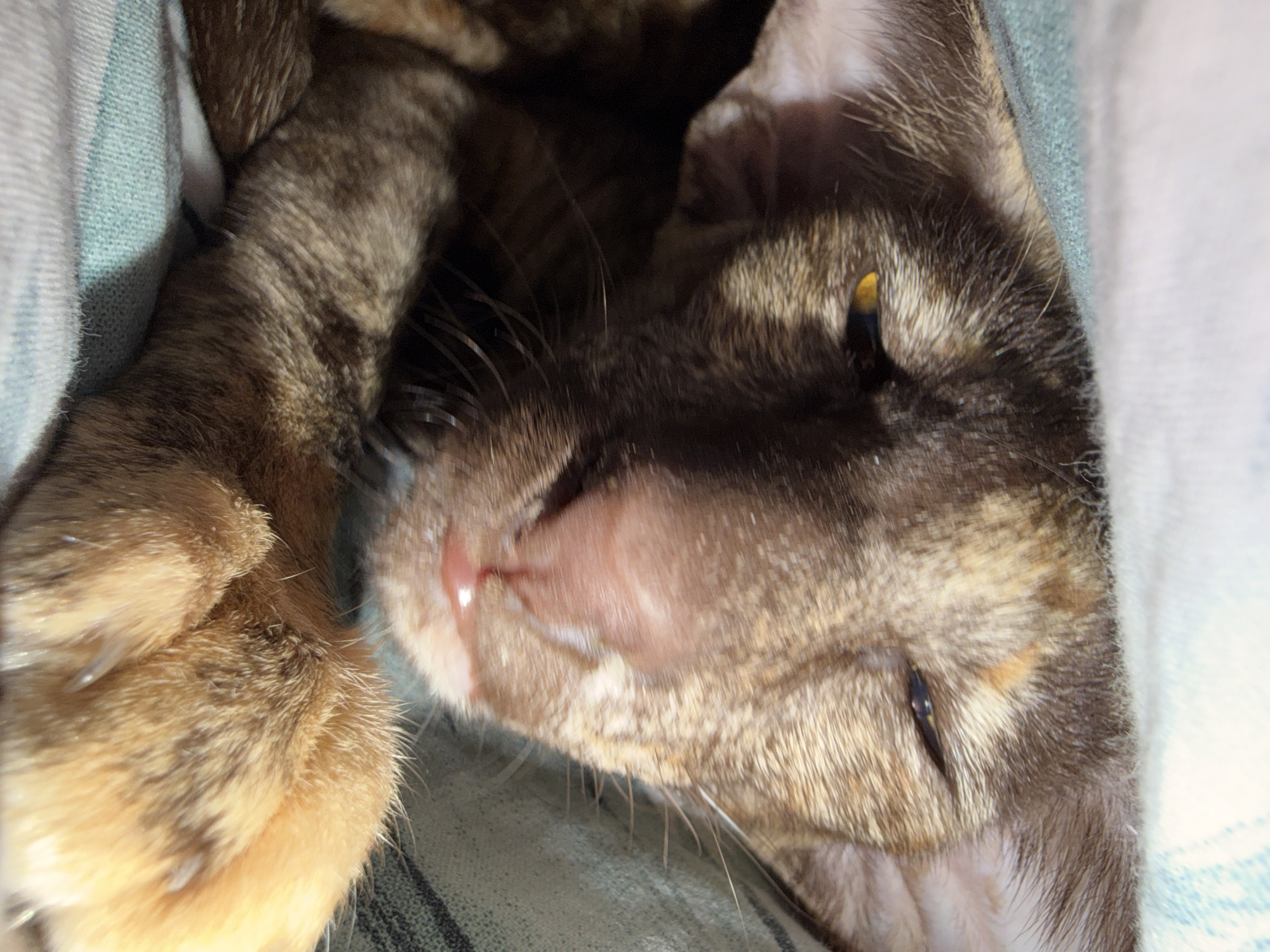 A close-up, high-angle shot shows the face and front paw of a sleeping cat. The cat has brown and tan fur, with a pink nose and visible whiskers. Its eyes are mostly closed. The cat is nestled against a light blue and white striped fabric. The location cannot be determined from the image.