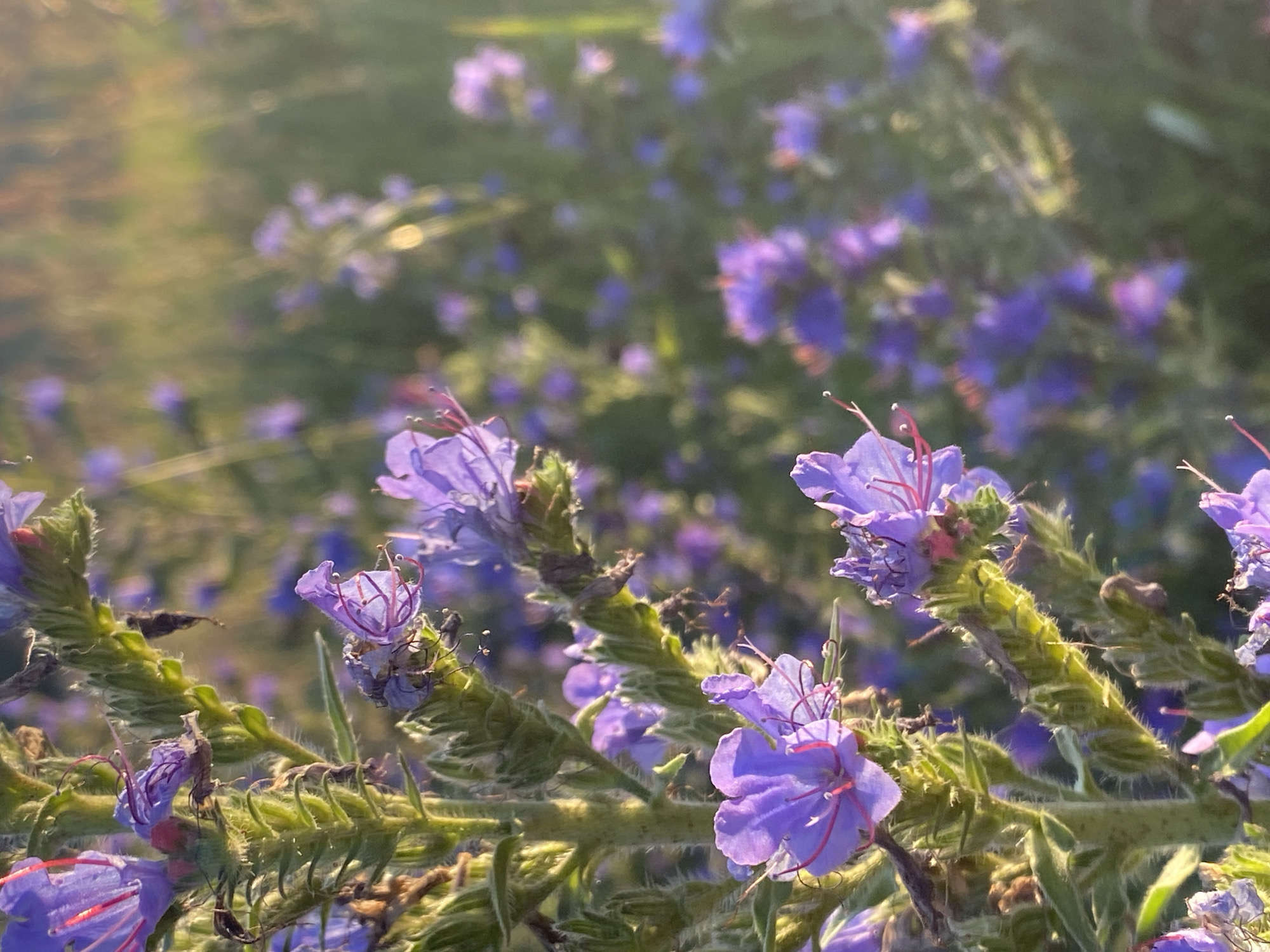 The image is a close-up, vertical shot of purple flowers and green stems. The flowers are delicate, with thin, elongated petals and red stamens. They appear to be growing in a cluster on a thick, hairy stem. The background is a blur of more purple flowers and green foliage, with a soft, golden light illuminating the scene, suggesting it might be late afternoon or early morning. The focus is sharp on the foreground flowers, highlighting their intricate details. The environment appears to be natural, possibly a meadow or a garden. There are no people or animals visible in the image.
There is no information in the image to suggest a location in the city of Chaikovsky, Russia.