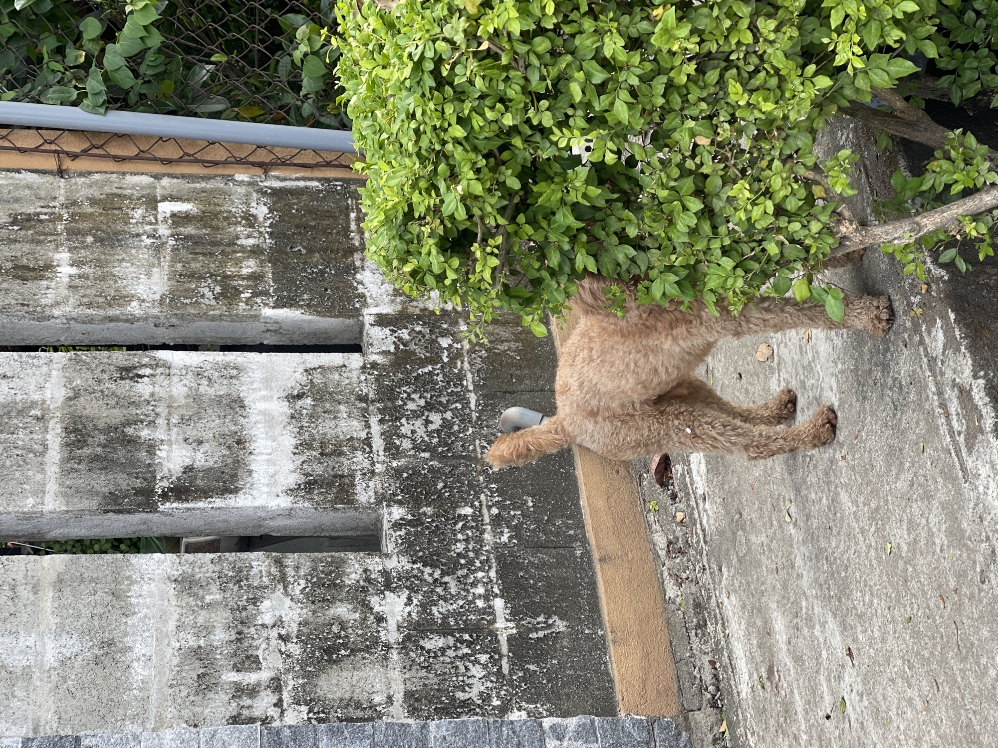 An adult, light brown poodle dog stands on a concrete pathway in Hoi An, Vietnam. The dog's rear is facing the camera, and its head is partially obscured by a dense, green bush. To the left of the dog is a weathered, grey concrete wall with patches of green moss and white streaks. The wall is constructed from large, rectangular blocks. A rusty chain-link fence runs along the right side of the image, behind the bush and a section of the wall. The ground is a light gray concrete surface with scattered fallen leaves and small pebbles. A beige strip of painted material runs along the base of the concrete wall. A grey pipe is visible emerging from the wall behind the dog. The lighting suggests it is daytime.