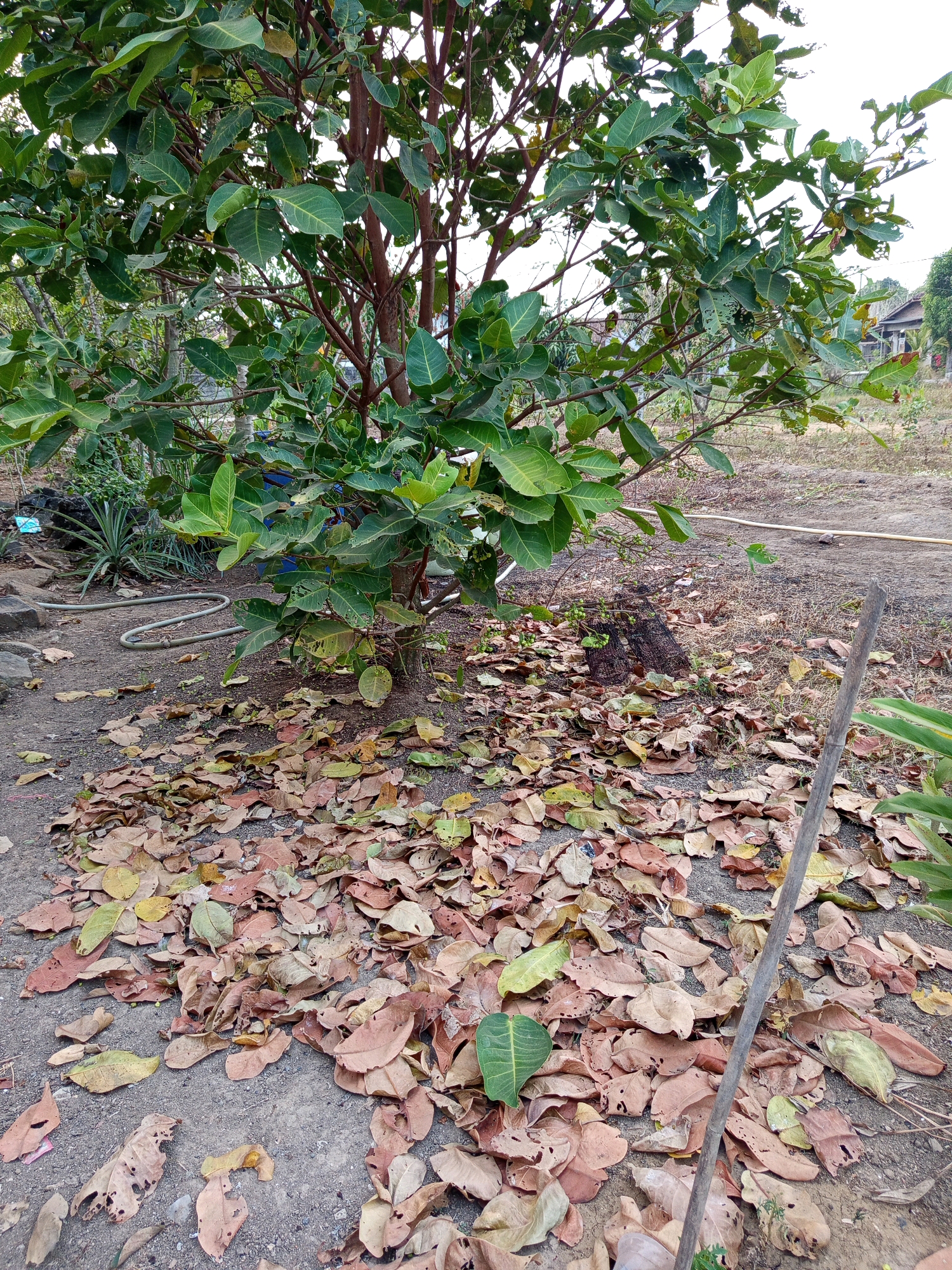 The image depicts an outdoor scene in Pulung Kencana, Indonesia, dominated by a tree with green foliage. The ground around the base of the tree is covered with a thick layer of fallen, dry leaves in shades of brown and yellow. A grey hose is visible on the ground to the left of the tree, partially obscured by debris. In the background, dry vegetation and the corner of a house can be seen. A wooden stick is propped up in the foreground on the right side of the image. The overall impression is a natural, slightly unkempt outdoor area, potentially a yard or garden.