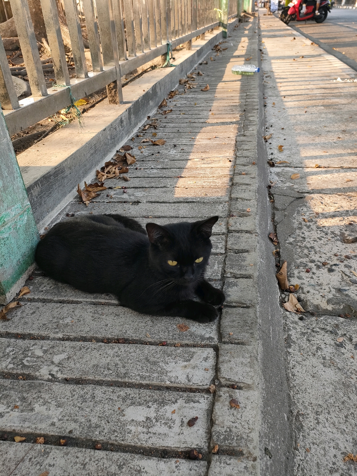A black cat with yellow eyes is lying on a concrete sidewalk in front of a metal fence. The sidewalk is made of rectangular concrete slabs and is covered with scattered dry leaves. A drainage ditch runs along the sidewalk, separating it from another concrete surface. In the background, a red motorcycle is parked on the street, and a person is partially visible riding it. The scene appears to be in a public area in Banjarmasin, Indonesia, possibly near a road with some trees. Sunlight casts shadows on the sidewalk.