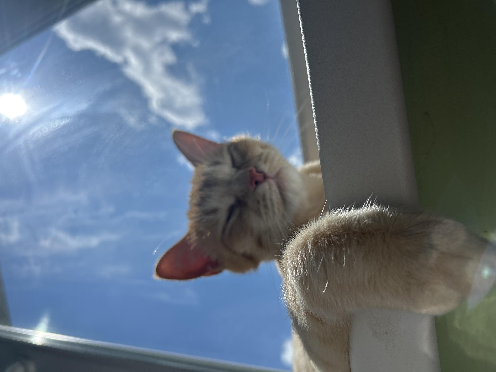 A low-angle, close-up shot captures a cream-colored cat with closed eyes, appearing to be asleep or very relaxed. The cat is positioned on what seems to be a window ledge or frame, with its right paw resting on a white vertical surface. The background is a bright blue sky filled with fluffy white clouds, indicating daytime. The sun is visible in the upper left corner, casting a lens flare. The overall mood is peaceful and serene, suggesting the cat is enjoying a moment of quiet repose in a sunny spot. The setting is likely an indoor environment with a window view. No text is visible in the image.