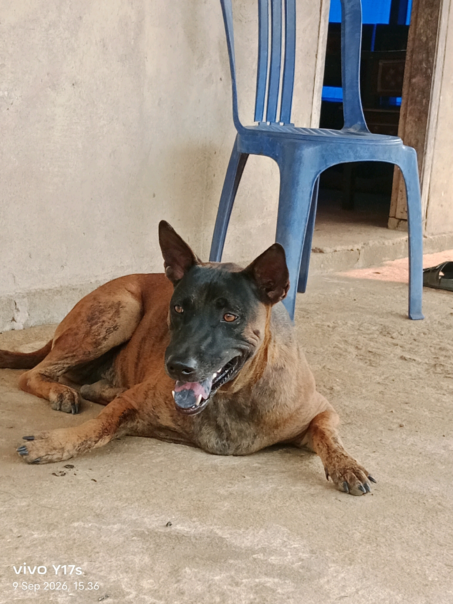 A medium-sized, brindle-colored dog with a black face lies on a concrete floor. The dog is facing the camera, with its mouth open and tongue visible. Its ears are pointed upwards. Behind the dog, a blue plastic chair is positioned against a concrete wall. The environment appears to be outdoors, possibly in a courtyard or alleyway, with a doorway visible in the background. The image is dated September 9, 2026, at 3:36 PM, with the watermark "vivo Y17s" present in the lower left corner. The location is specified as Sari Bakti, Indonesia.