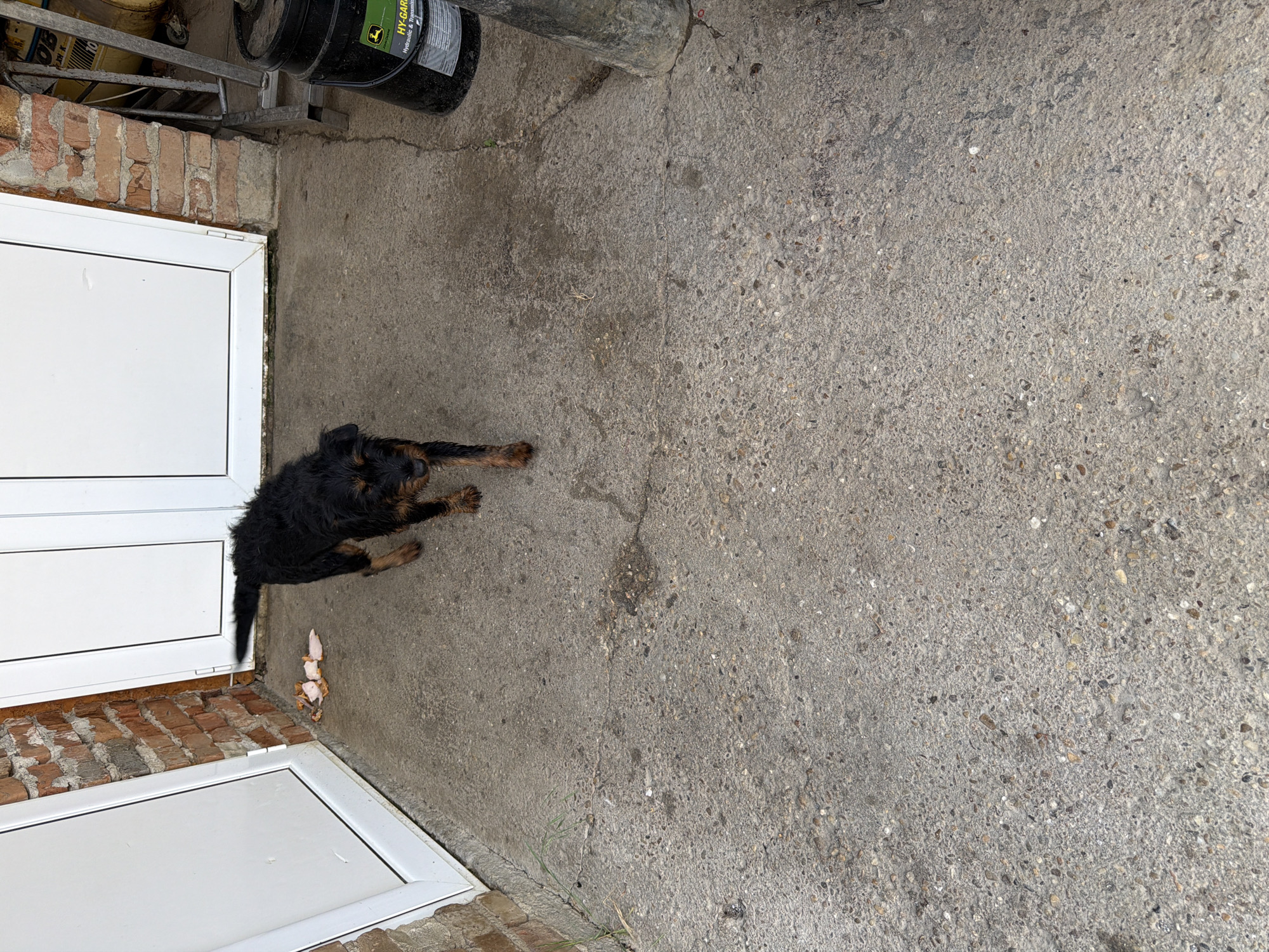 The image provides an overhead view of an outdoor scene, likely a utility area or yard, in Shtraklevo, Bulgaria. The central subject is a medium-sized dog with shaggy black fur and tan markings on its paws and muzzle, lying down on a grey concrete surface. The dog appears to be resting, with its head lowered.
The setting includes building elements and industrial items. To the left, a section of a reddish-brown brick wall is visible, with a white-framed window or door above it. Another similar white frame is partially seen in the lower left corner. The ground is composed of rough, textured grey concrete, exhibiting various cracks and wear.
In the upper left portion of the image, behind the brickwork, several objects are stacked on a metal frame. Prominently featured are two black buckets. One bucket is clearly identifiable with a yellow and green "JOHN DEERE" logo and the text "HY-GARD Hydraulic & Transmission" visible on its label.
Near the dog's tail, close to the white door frame, there are a few small, light-colored scraps on the concrete, possibly food debris. The lighting suggests it is daytime, with diffused light indicating either an overcast sky or shade. The scene is quiet, portraying a moment of rest for the dog in an utilitarian outdoor environment.