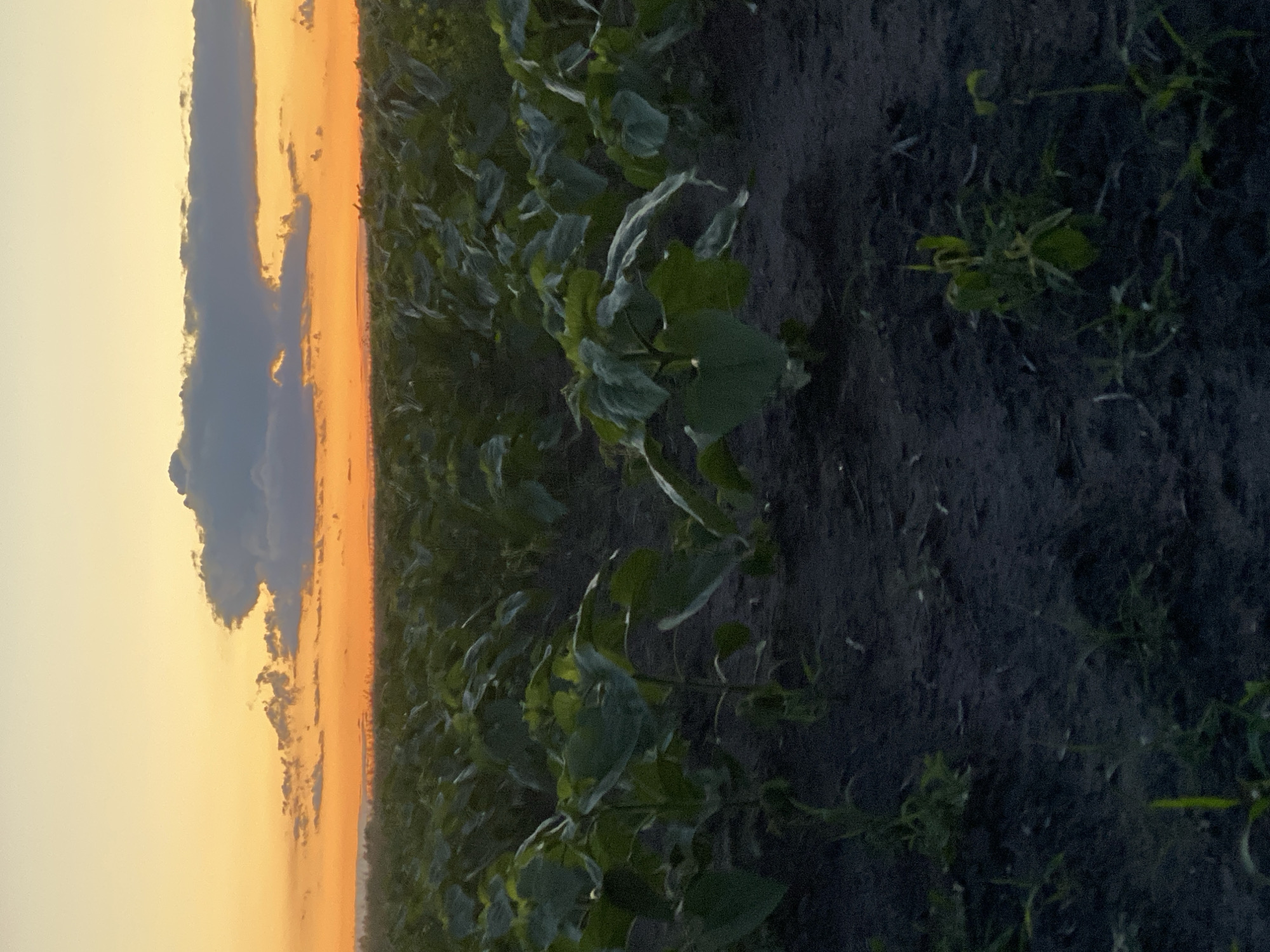 A low-angle, wide shot captures a field of young green plants with large leaves, planted in rows under a sunset sky. The soil is dark and appears moist. The sky transitions from a pale yellow at the top to a vibrant orange near the horizon, with scattered gray and dark clouds. The scene is located in Ustyvytsia, Ukraine. There are no people visible in the image.