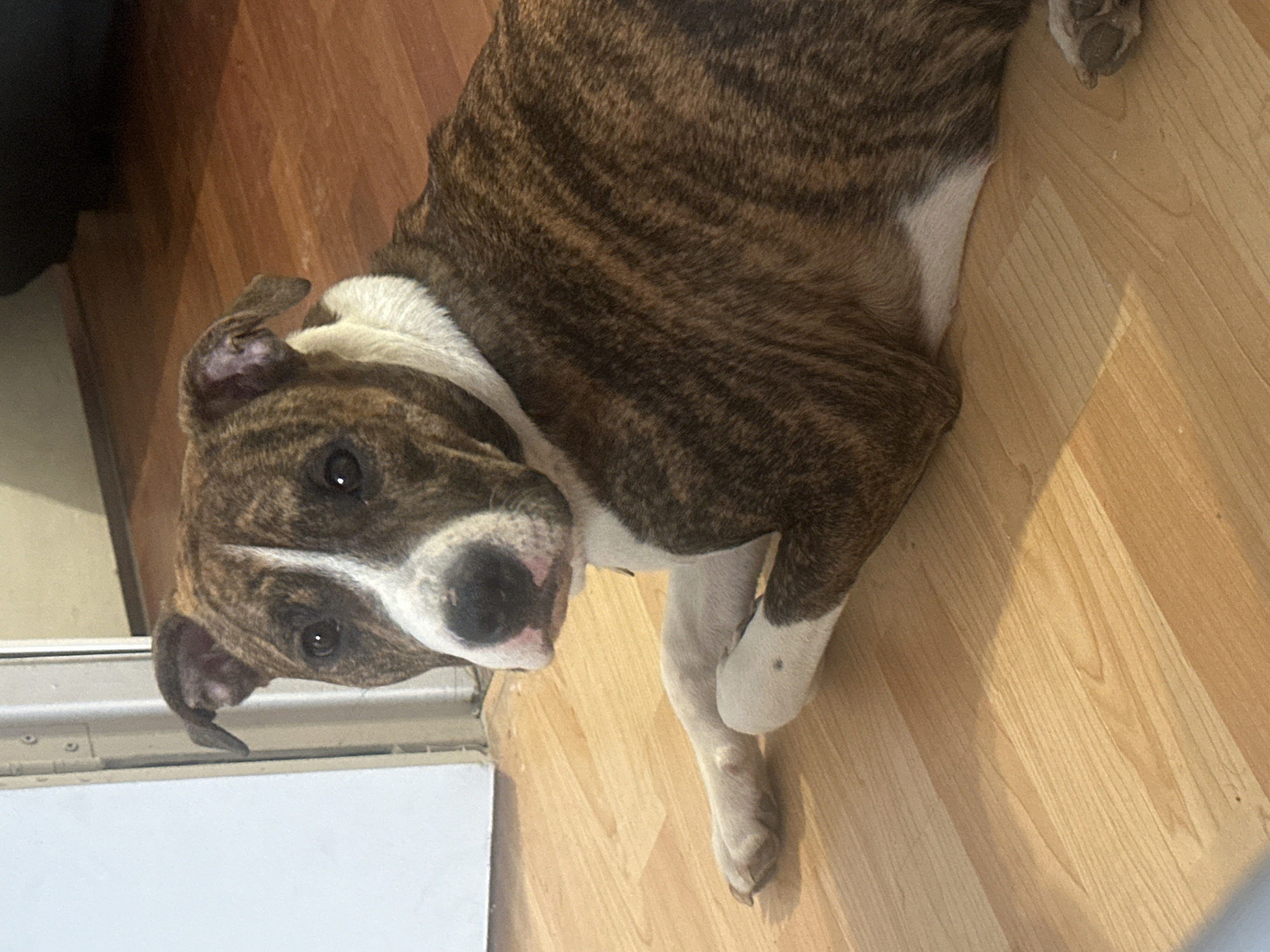 A brindle and white Staffordshire Bull Terrier-type dog is lying on a light brown wood-look laminate floor. The dog is positioned diagonally in the frame with its head turned towards the camera. The dog has a white chest and legs and brindle-patterned fur on its body and head. To the left, a white painted door or trim is visible along the floor. The location is in a residential interior. There is no information to place this image in Trudovaya, Russia.