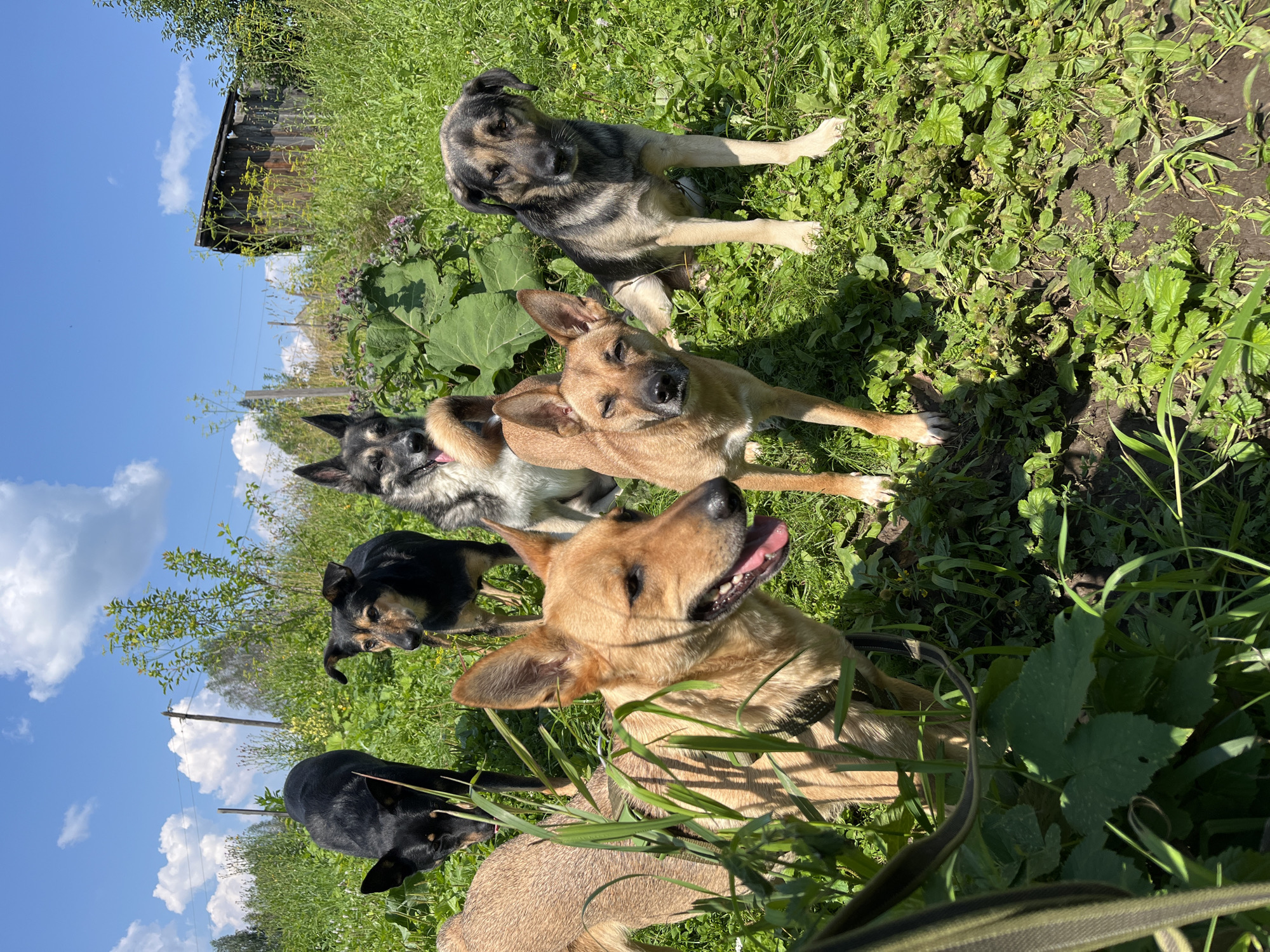 Six dogs are gathered in a grassy, outdoor area on a sunny day, with a wooden structure visible in the background. The dogs are of various breeds and colors, with some standing and others sitting. They appear to be on a leash, as indicated by a strap visible in the foreground. The environment suggests a rural or semi-rural setting, possibly a backyard or a park. There is no indication of the specific location within Nizhny Tagil, Russia.