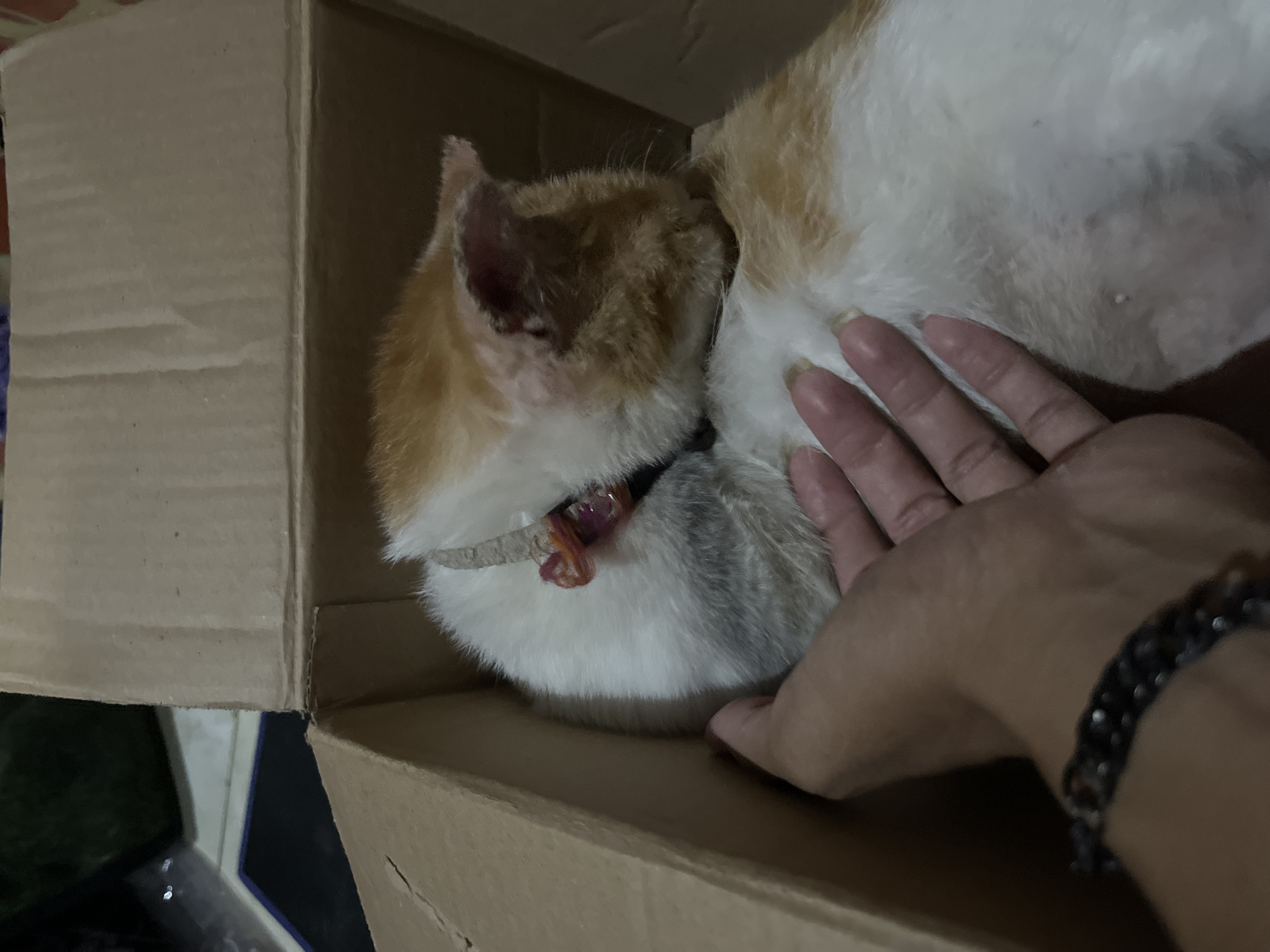 In Karangrandu, Indonesia, a ginger and white cat is nestled inside a cardboard box. A human hand is gently stroking the cat's fur on its back. The cat is wearing a collar with a small, red charm. The environment appears to be indoors, with a tiled floor visible in the background.