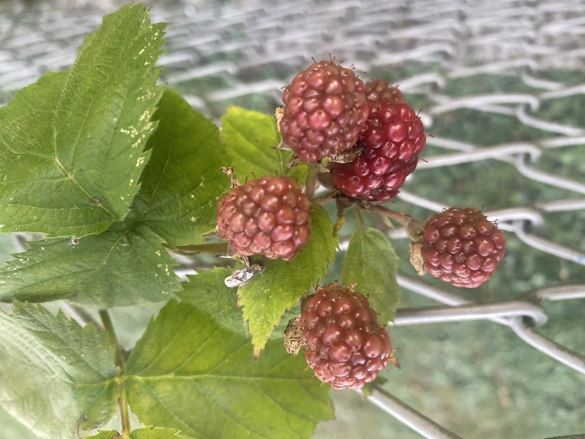 A close-up, slightly overhead shot shows a cluster of ripe raspberries, some a deep red and others a lighter pinkish-red, growing on a thorny vine. The berries are clustered on stems and interspersed with green leaves, some of which have small white speckles. A chain-link fence runs horizontally across the lower portion of the image, with blurry green foliage visible in the background. The scene appears to be an outdoor setting, possibly a garden or a wild area, in Krupki, Belarus.