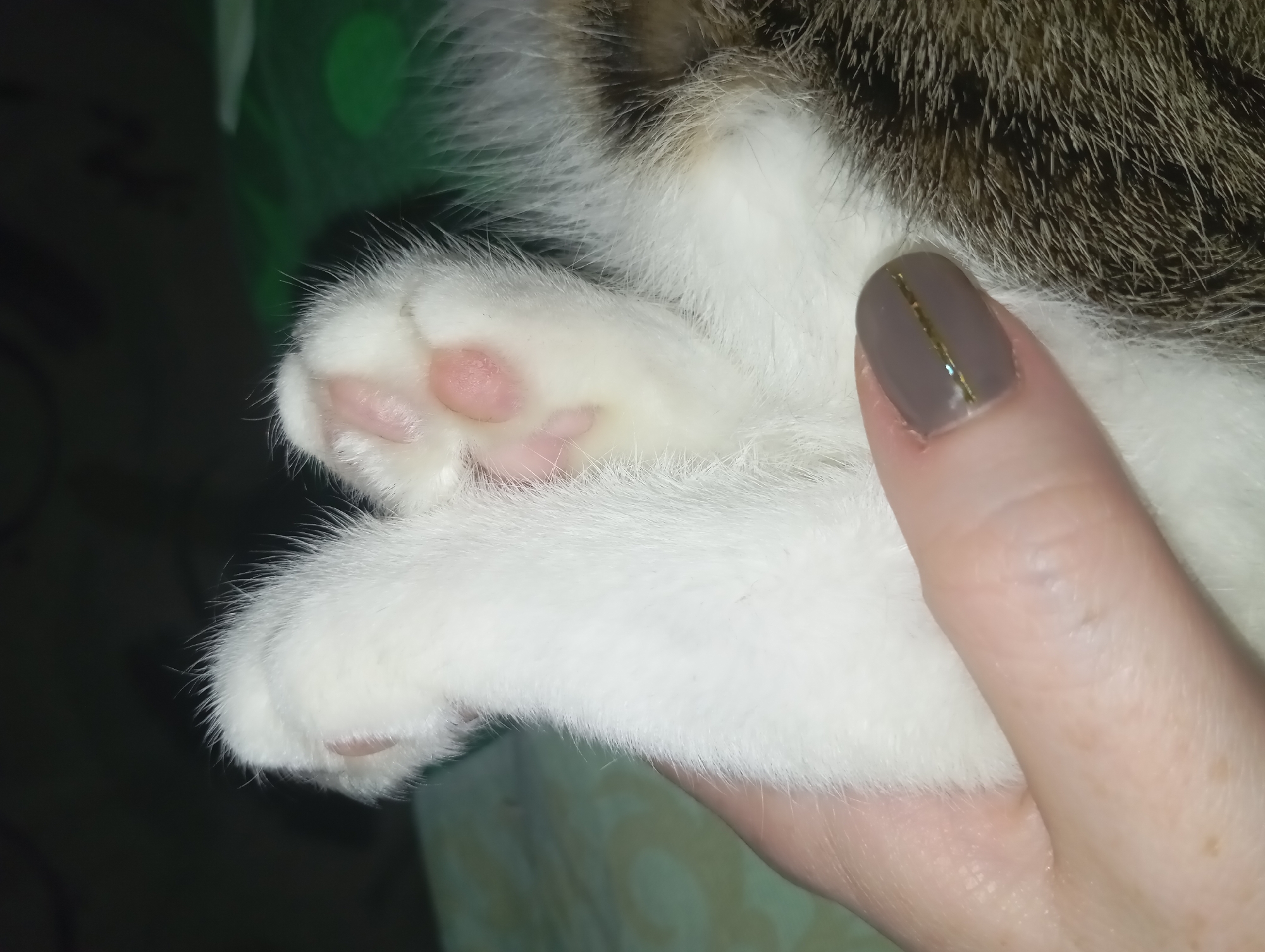 A close-up, eye-level shot captures a domestic cat's white paw being gently held by a human hand. The cat's paw is primarily white, covered in soft fur, revealing bright pink toe beans on its underside. Part of the cat's body, with a mix of white and striped brown/dark fur (typical of a tabby pattern), is visible in the upper right quadrant of the frame. A human finger, adorned with a gray or taupe nail polish featuring a distinct golden metallic stripe down its center, is prominent as it cradles the cat's paw. The background is dark and out of focus, with faint blurs of green, suggesting an indoor setting, possibly in Yurgamysh, Russia. The scene conveys a tender interaction between a pet and its owner. There is no visible text in the image.