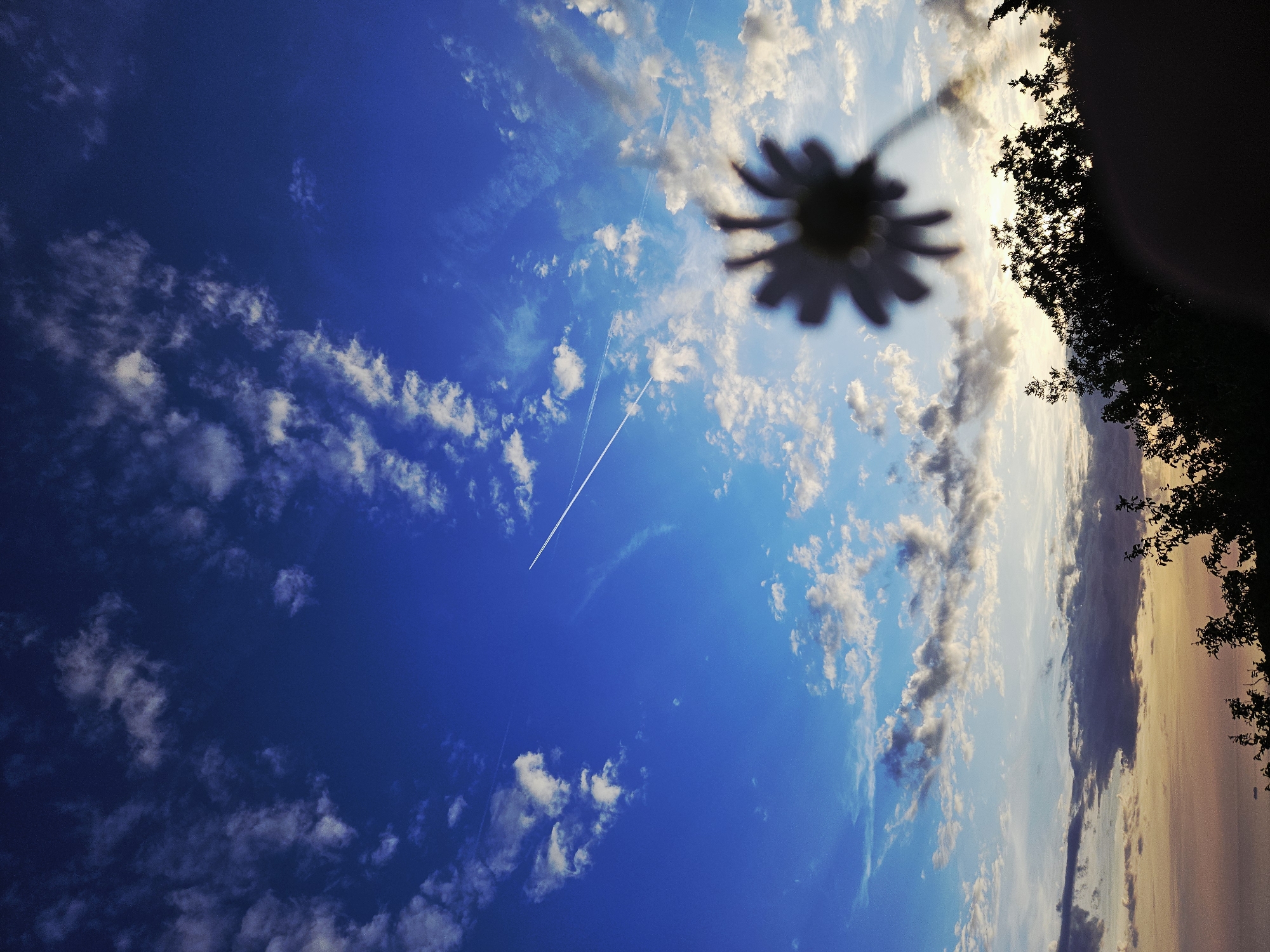 The image depicts an outdoor landscape scene characterized by a dynamic sky at either sunrise or sunset. The upper two-thirds of the frame are dominated by a deep cerulean blue sky, dotted with numerous scattered cumulus and cirrus clouds, some illuminated brightly white, others with darker undersides. Two distinct white airplane contrails traverse the upper sky; one long, straight line extends diagonally from the upper-right towards the mid-left, while a shorter, faded contrail is visible near the upper-left.
As the eye moves towards the lower third of the image, the sky transitions from lighter blues to warm hues of orange, yellow, and subtle pinks, with darker, more layered clouds obscuring parts of the horizon. In the immediate foreground, positioned in the lower-right quadrant, is a severely out-of-focus, dark silhouette of a multi-petaled flower, likely held up towards the light source, creating a strong blur effect.
Below the colorful horizon, a dense line of dark, silhouetted tree foliage spans the bottom of the frame, with individual branches and leaves discernible against the sky. Beneath the trees, a large body of water, possibly an ocean or a significant lake, is visible, reflecting the muted light of the horizon. A faint, dark silhouette of a distant ship or vessel can be observed on the water towards the horizon line. No people are visible. The precise location in the city of Unknown, Unknown, cannot be determined from the visual information provided.