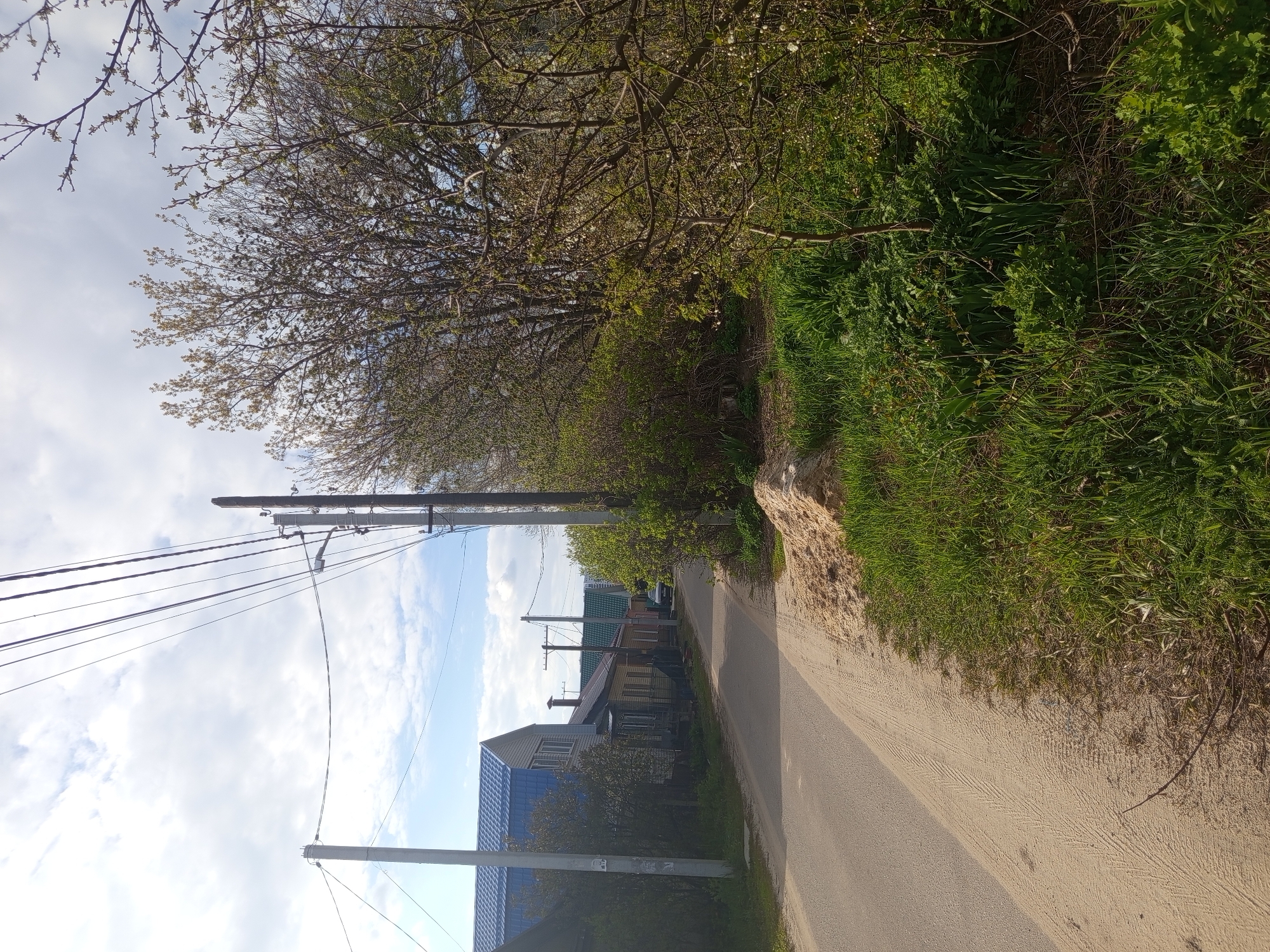 This image depicts a static outdoor scene of a semi-rural or residential area, likely in Svkh Voronezhskiy, Russia. The scene features a narrow, unpaved road or path on the left, next to a wider dirt or sand track on the right.
Along the right side of the track, there's a dense strip of vibrant green grass, bushes, and trees. The trees show signs of early spring, with fresh green leaves emerging and some small white buds or blossoms visible. The vegetation continues into the background, forming a lush green boundary.
On the left side of the road, several utility poles with multiple power lines stretch upwards against a partially cloudy sky. Further along the road, a cluster of houses or buildings can be seen. One prominent house has a distinctive bright blue roof, while another in the distance features a green roof.
The sky is a mix of clear blue patches and scattered white clouds. The lighting suggests it is daytime, with natural light illuminating the scene. No people or specific activities are occurring. There is no visible text in the image.