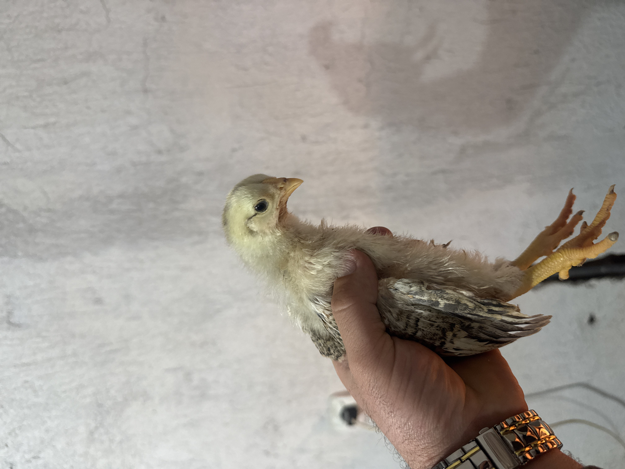 A person holds a young chick in their hand. The chick is mostly light yellow with grey and black markings on its wings. The person is wearing a watch. The background is a white, textured wall. The location is not discernible from the image and cannot be confirmed as Sarnevo, Bulgaria.