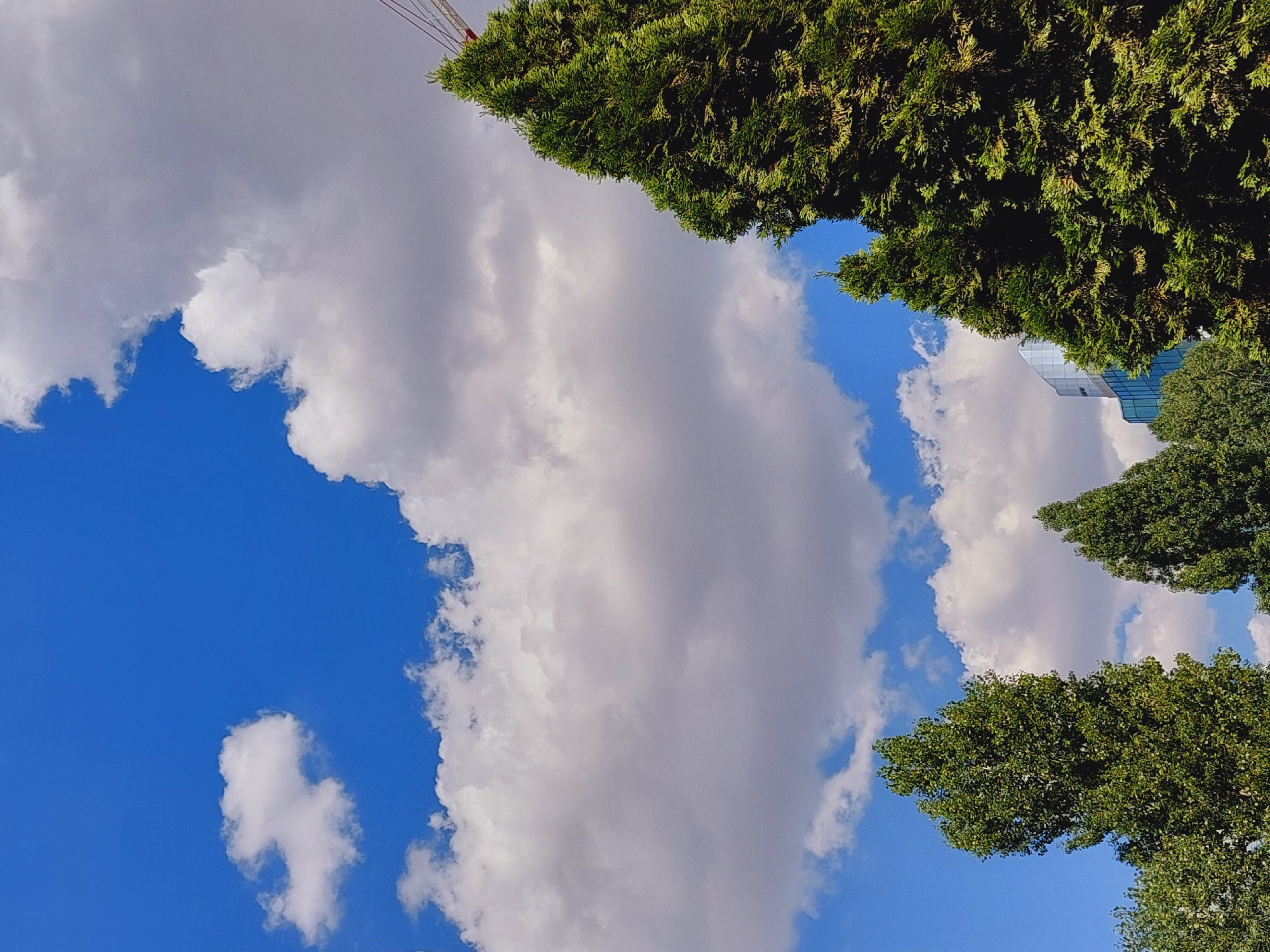 In an outdoor urban scene, the vibrant blue sky is adorned with fluffy white clouds, casting subtle shadows. Towering green trees, primarily cypress and deciduous varieties, dominate the foreground and midground, with their dense foliage obscuring parts of the sky. To the right, a red and white construction crane is partially visible above the trees. In the background, a modern glass-fronted building rises between the trees. The scene is characterized by bright daylight, suggesting a clear day.