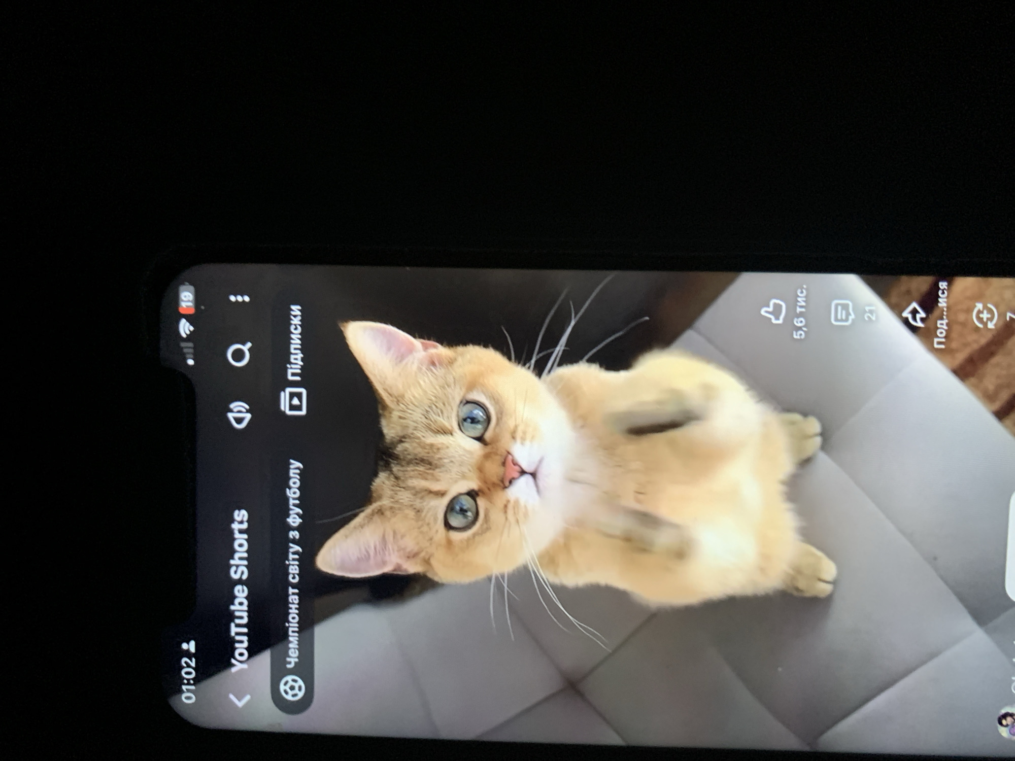 The image shows a close-up of a golden cat with green eyes sitting on a grey upholstered surface, likely a sofa, with its front paws raised. The cat is the primary subject, positioned centrally in the frame. The background consists of the grey surface and a blurred tiled floor.
The image is a screenshot from a mobile phone displaying a YouTube Shorts interface. The phone's screen shows the time "01:02" in the top left corner. The YouTube Shorts title is visible, along with icons for sound, search, and subscriptions. A category labeled "Чемпіонат світу з футболу" (World Football Championship) is displayed. On the right side of the screen, interaction icons are visible, including a "like" button with "5,6 тис." (5.6 thousand) next to it, a comment icon with "21" below it, and a share icon.
There is no visual information in the image that would allow for identification of the city of Zhmerynka, Ukraine, or any specific location within it. The image is a digital capture of a screen, not a photograph of a physical scene in Zhmerynka.