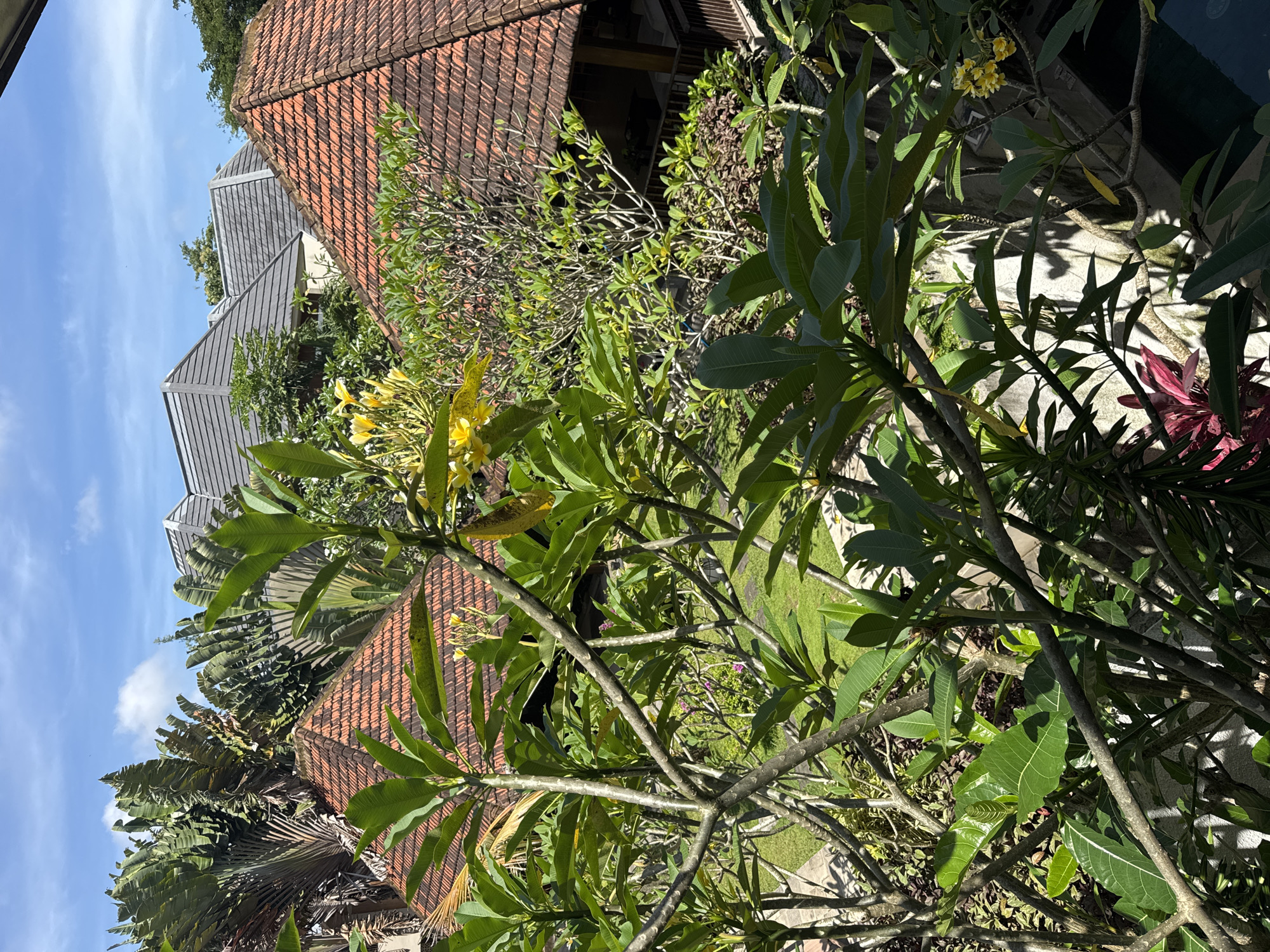 The scene depicts a close-up, elevated view of a garden setting, showcasing a mix of tropical vegetation and architectural elements, potentially in Unknown, Unknown. Dominating the view are branches of a plumeria tree with bright green leaves and clusters of yellow flowers. The background reveals rooftops with red clay tiles and grey shingle roofing, suggesting residential structures. Various plant species contribute to the lush garden environment, including palm trees and other green foliage. The sky is partially visible with a clear blue color and wisps of clouds. The overall impression is one of a serene, well-maintained tropical garden.