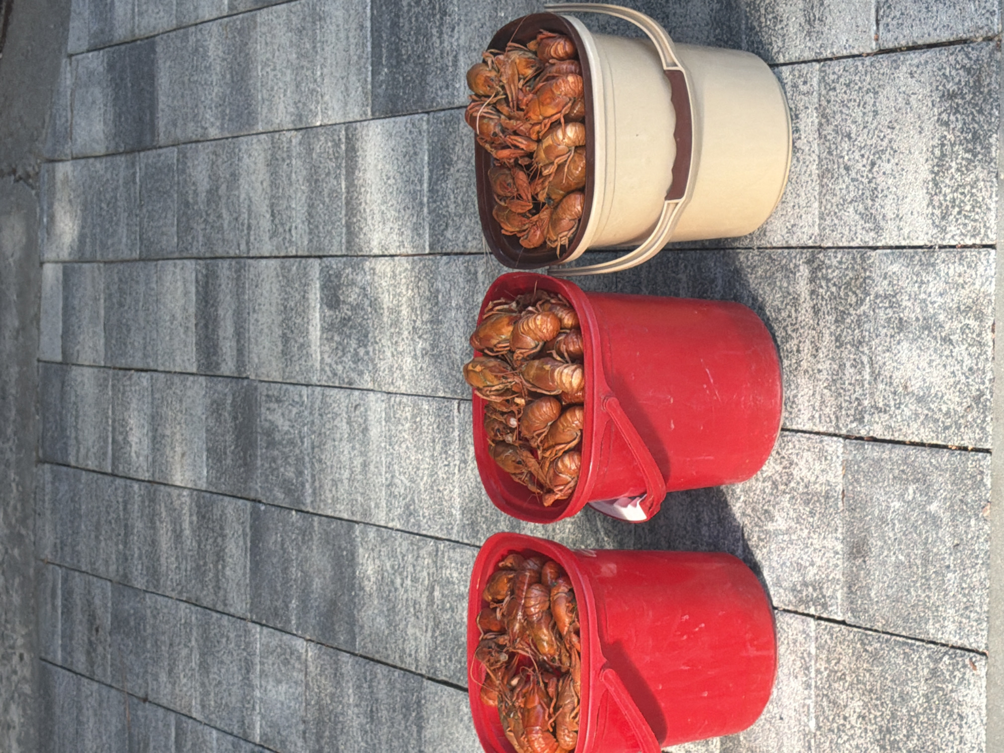 Three buckets are placed on a paved surface. The two buckets on the left are red and filled with crawfish. The bucket on the right is beige and also filled with crawfish. The paved surface is made of rectangular gray tiles.