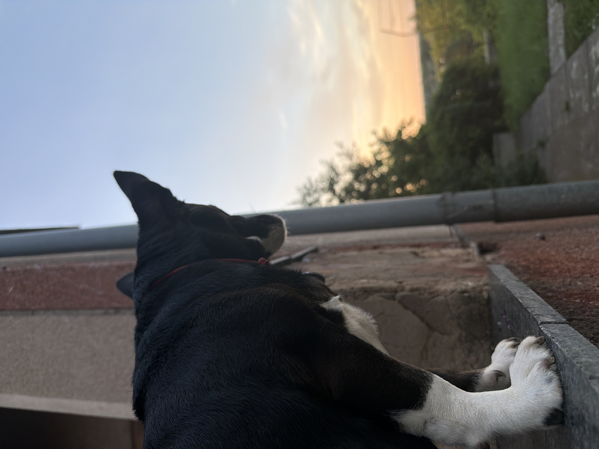 A medium shot captures a black and white dog standing on a windowsill. The dog is facing away from the camera, looking out at a sunset. The sky is a gradient of blue to orange, with a few wispy clouds. Trees and greenery are visible in the background. The windowsill is made of dark gray stone and is attached to a weathered building with reddish-brown brick and concrete textures. A gray downspout runs vertically along the side of the building. The setting appears to be outdoors, possibly in a rural or suburban area, and given the context provided, it is located in Lozuvatka, Ukraine. The lighting suggests it is late afternoon or early evening.